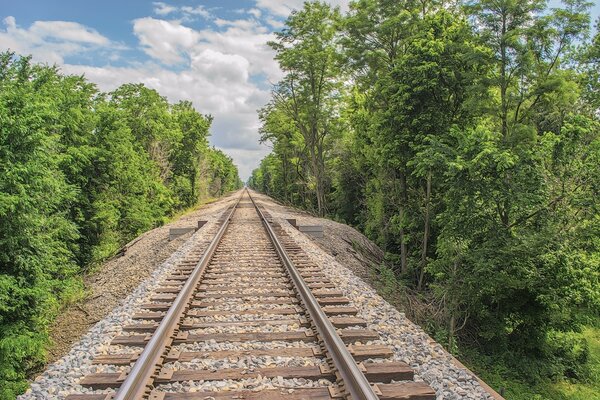 Eisenbahn, die durch den Wald führt