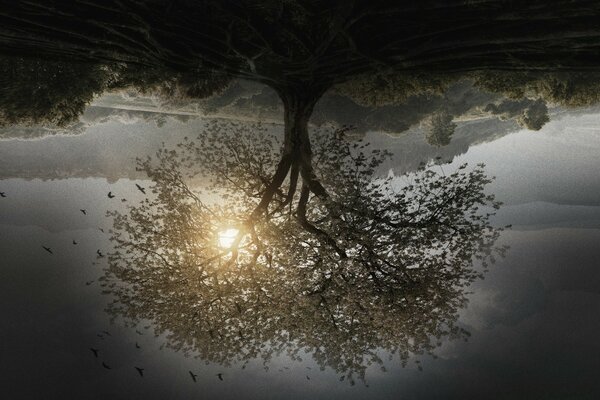 Árbol del paraíso en la oscuridad natural del amanecer