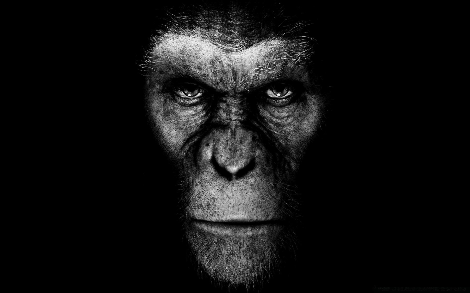 film ritratto monocromatico uno faccia primate scimmia adulto bianco e nero uomo