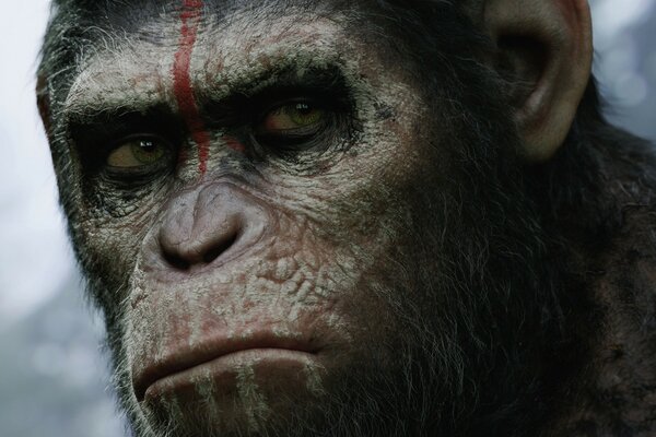 The film is about how the war between monkeys and humans is going on