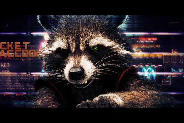 Angry raccoon on the background of a computer screensaver