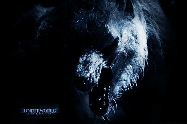 Dark wolf desktop photo