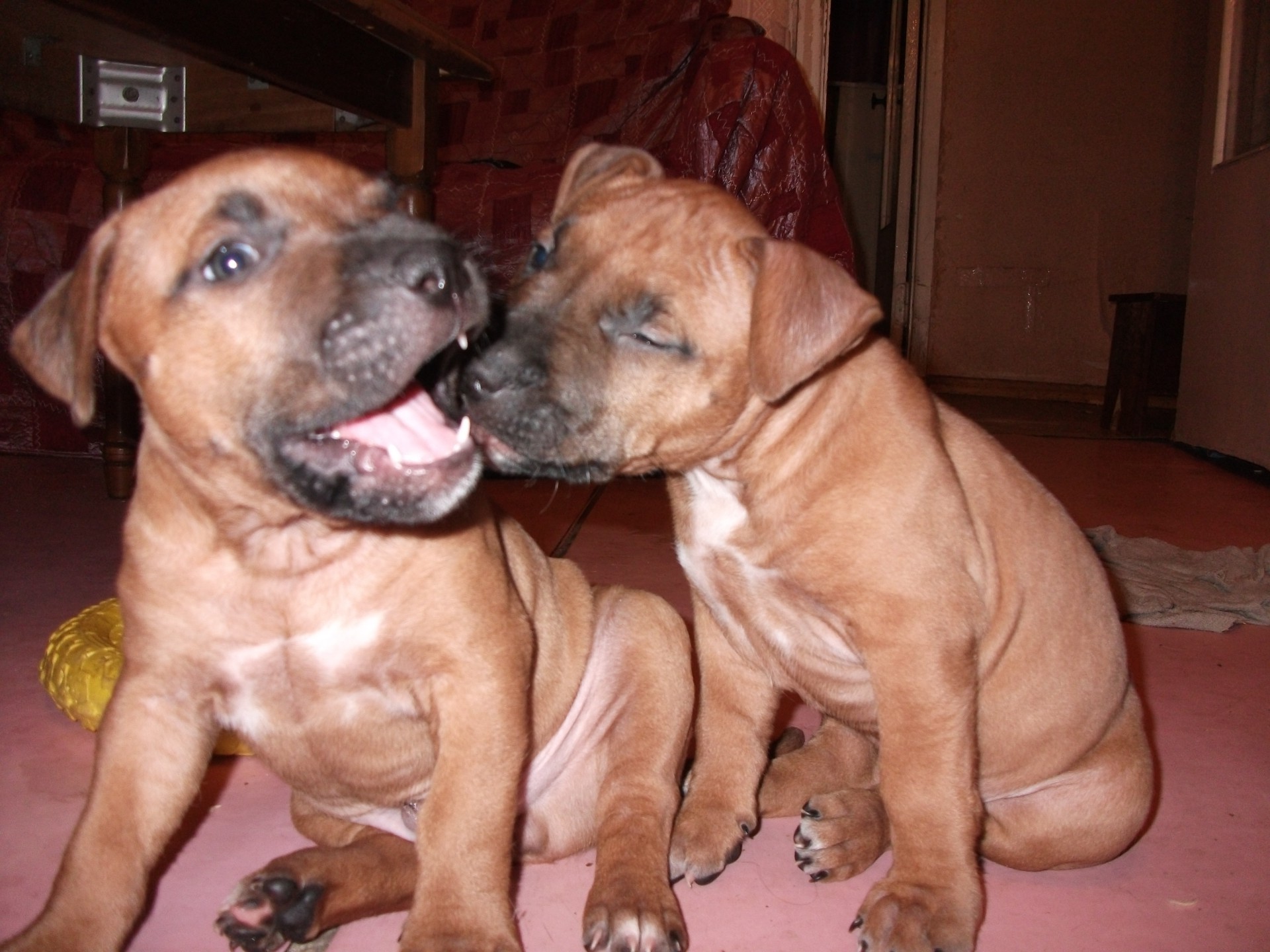 animali cane canino mammifero animale domestico ritratto cucciolo uno sedersi carino due boxer