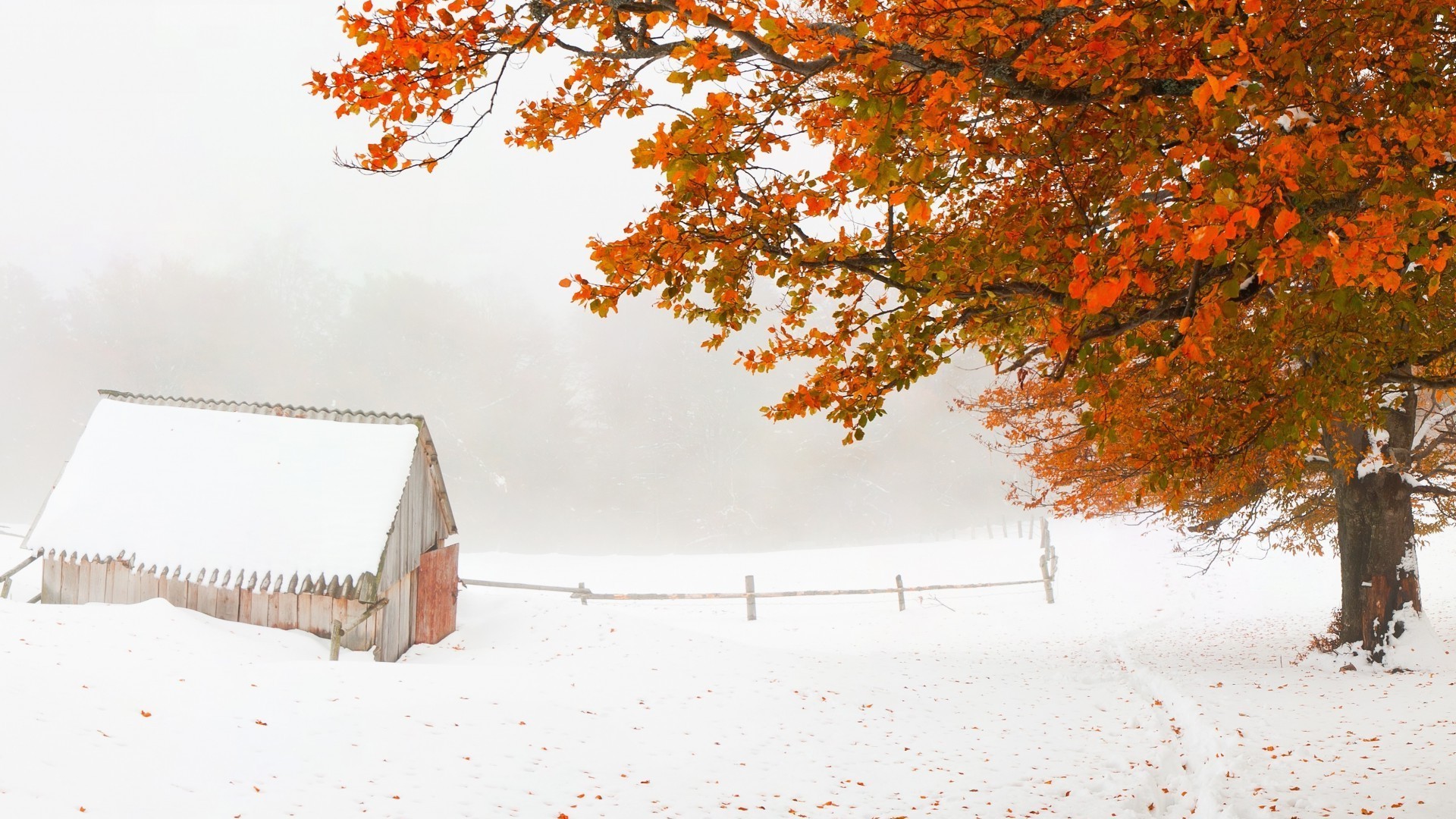 inverno neve autunno albero stagione legno paesaggio freddo tempo gelo all aperto scenico congelato ramo bel tempo