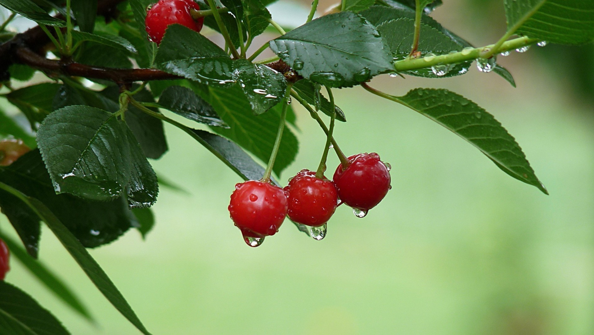 baies fruits baie feuille alimentaire nature santé en bonne santé pâturage jardin grandir confiserie juteux délicieux cerise été gros plan branche récolte