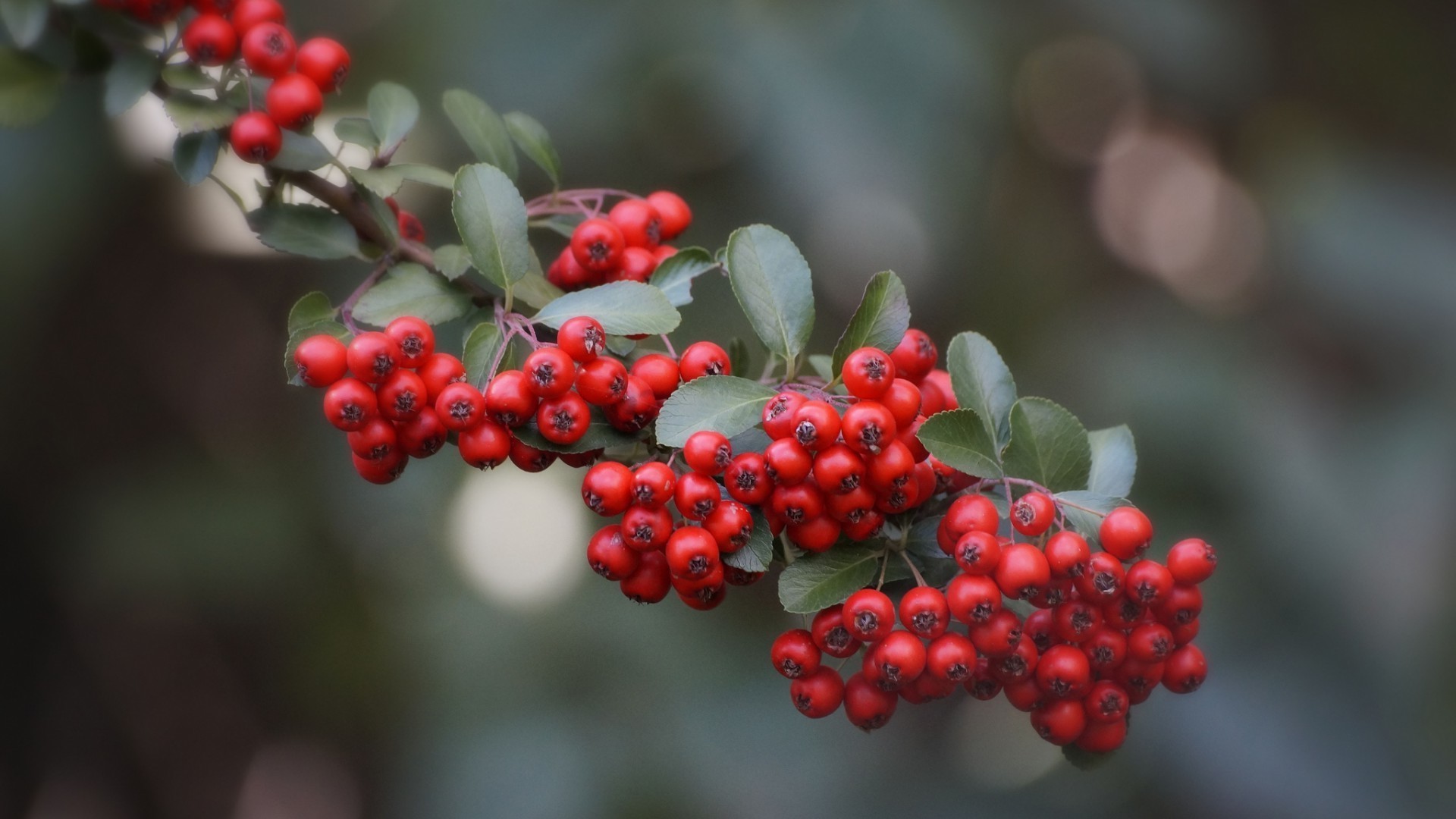 berries berry nature leaf fruit shrub branch tree rowan ash garden color cluster