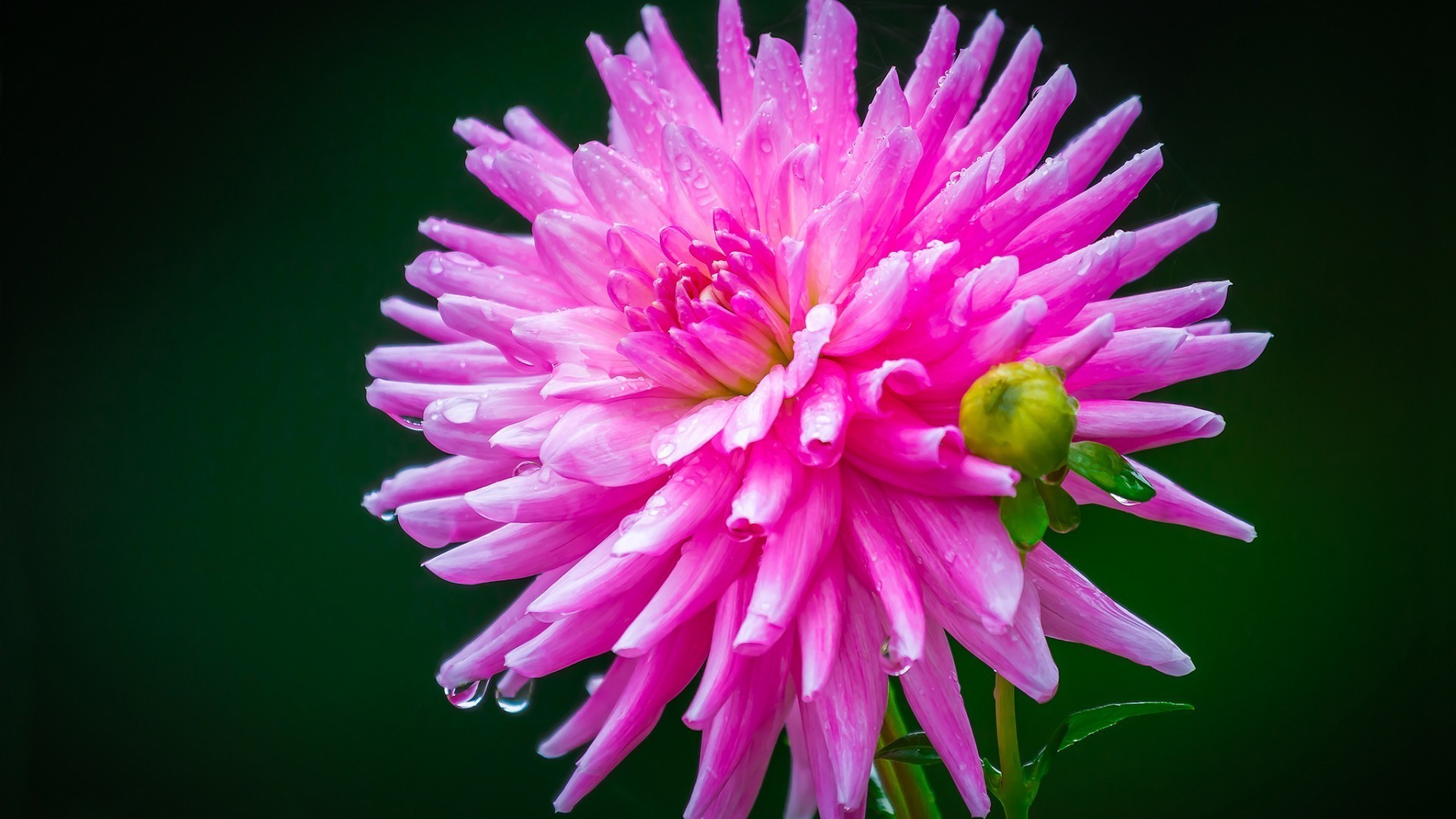 flores flor naturaleza flora verano pétalo brillante bluming color hermoso jardín hoja floral