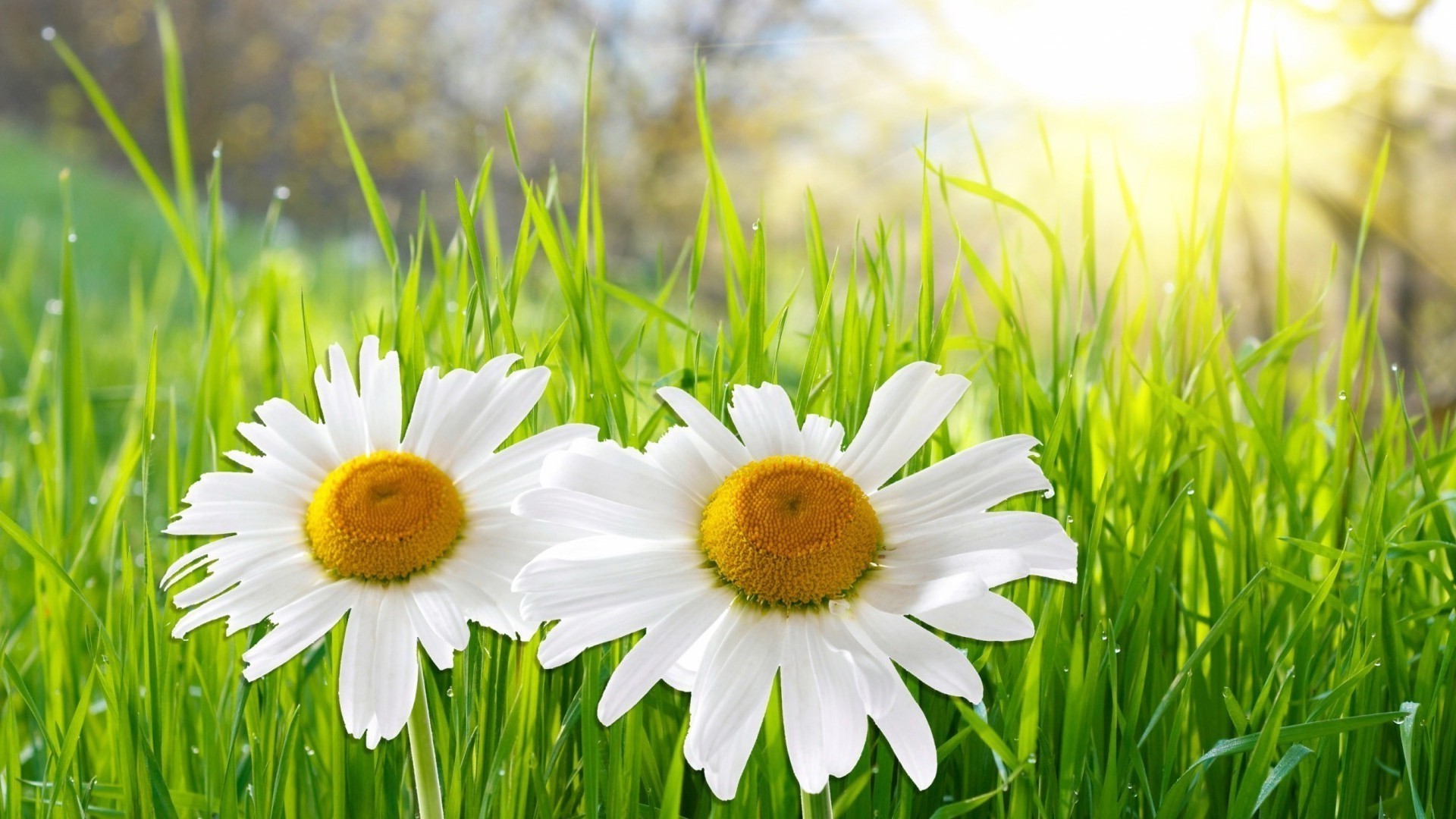 kamille gras feld heu natur flora sommer rasen garten blatt wachstum ländlich umwelt jahreszeit sonne frische blume ostern gutes wetter