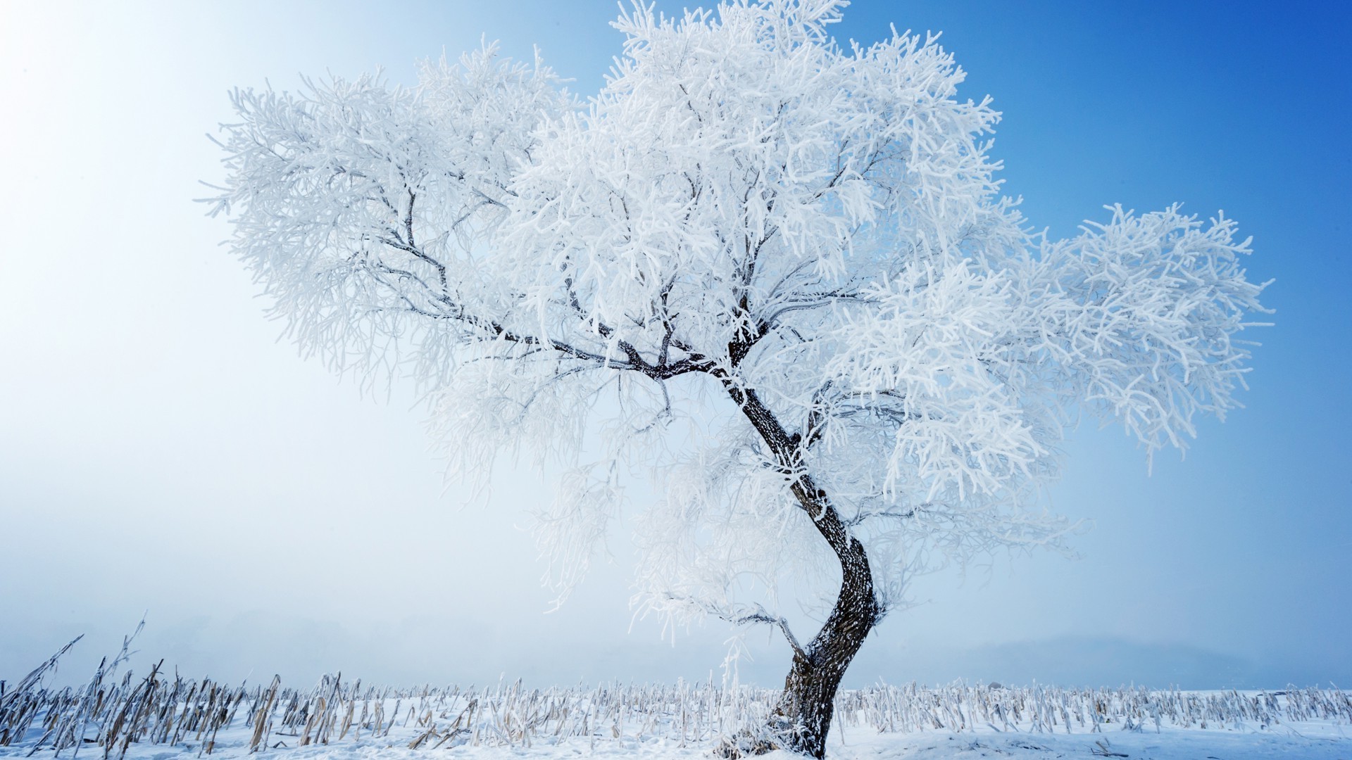 winter snow frost cold ice frozen tree frosty nature wood weather season branch fair weather snow-white landscape outdoors bright