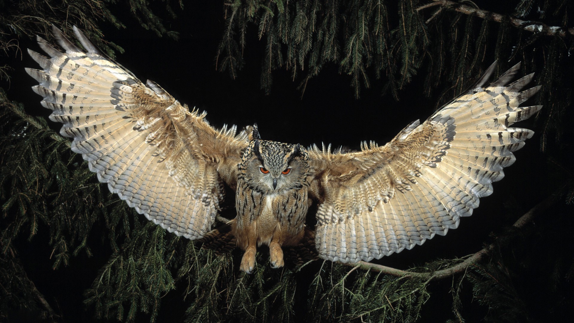 animales aves naturaleza raptor vida silvestre búho depredador