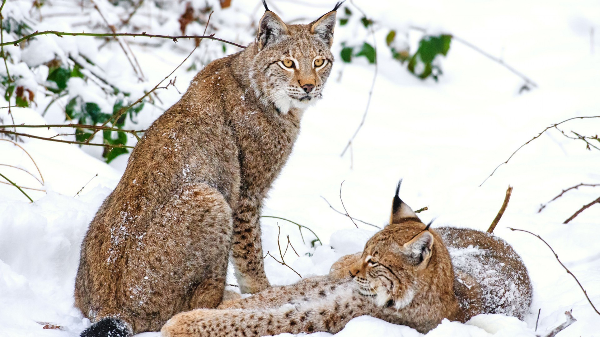 animais natureza vida selvagem animal mamífero gato selvagem ao ar livre inverno pele lince neve fofa