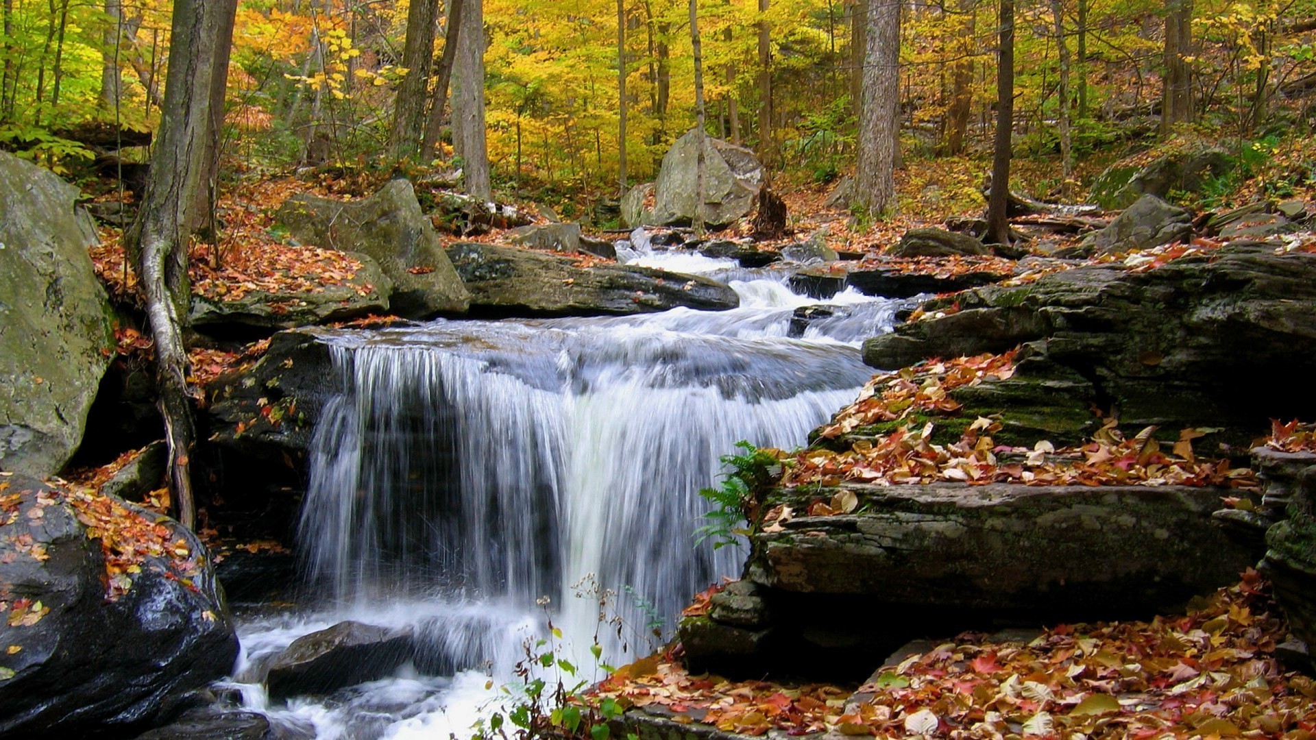 cascate autunno cascata flusso foglia legno creek acqua natura fiume paesaggio muschio albero cascata roccia rapids parco paesaggio scenico stagione