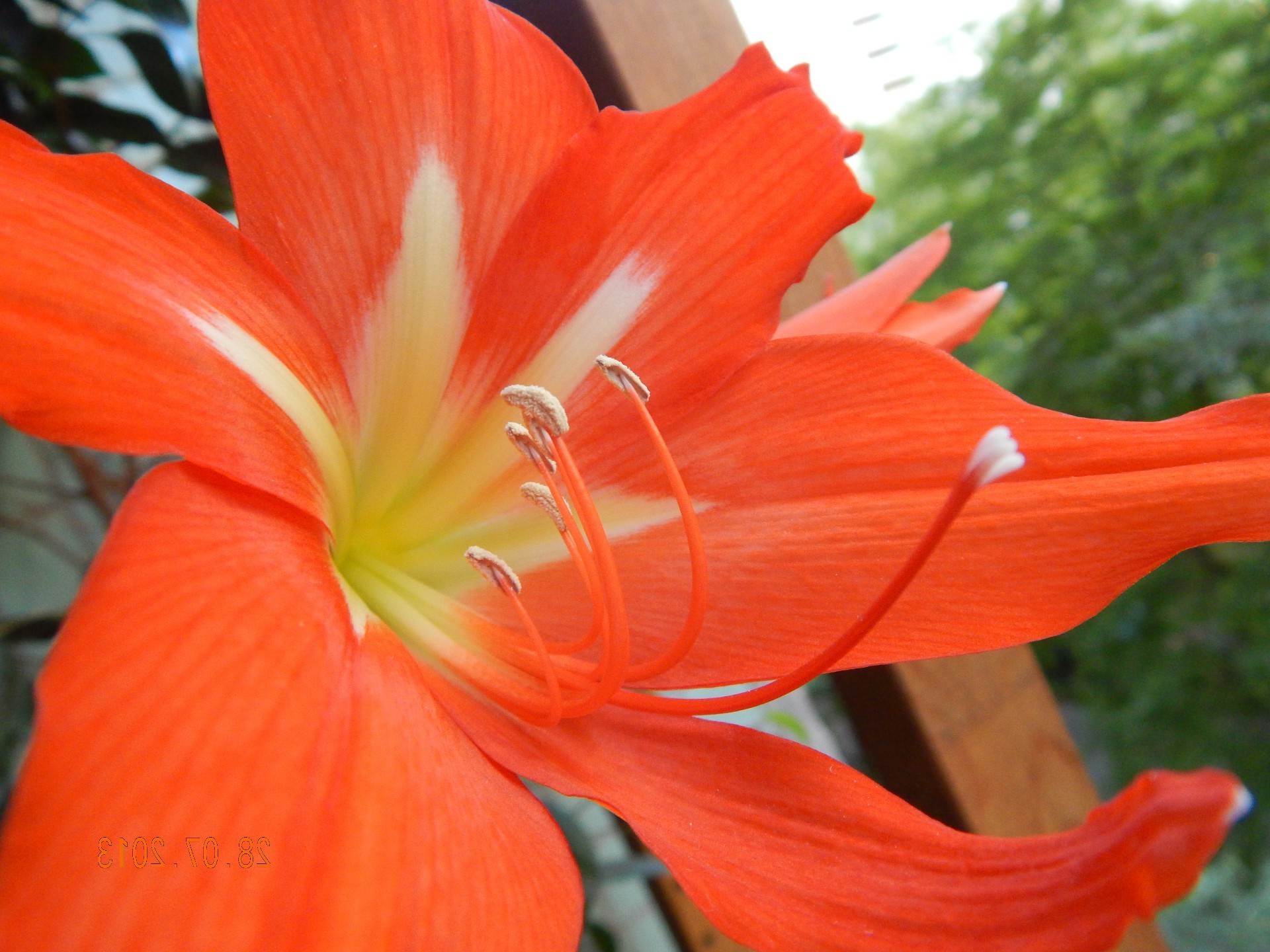 flowers flower nature flora garden leaf color summer beautiful lily blooming bright floral petal close-up botanical growth season