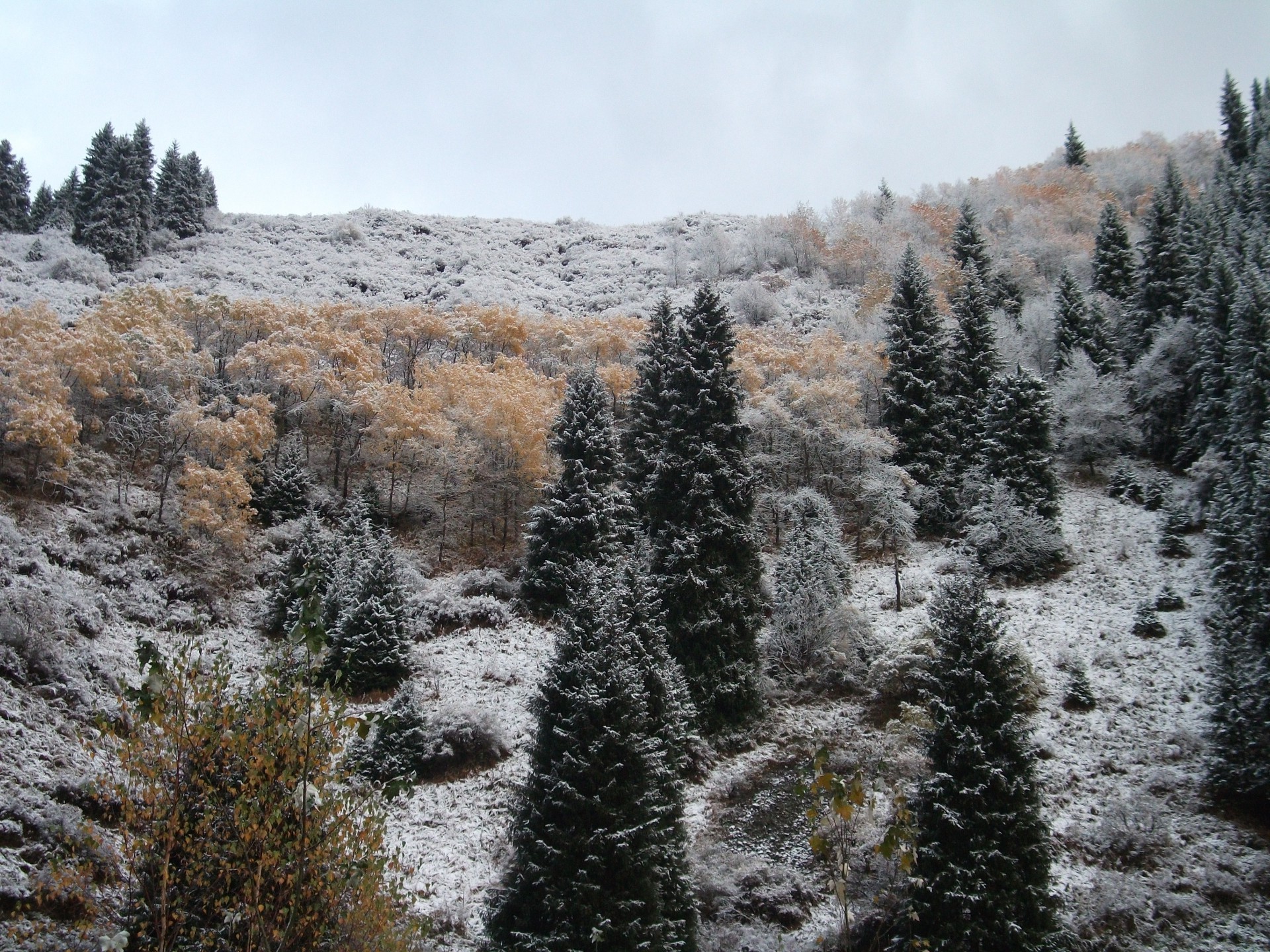 extensões nativas neve inverno geada madeira frio madeira paisagem natureza temporada congelado gelo tempo cênica evergreen montanhas ao ar livre bom tempo pinheiro coníferas