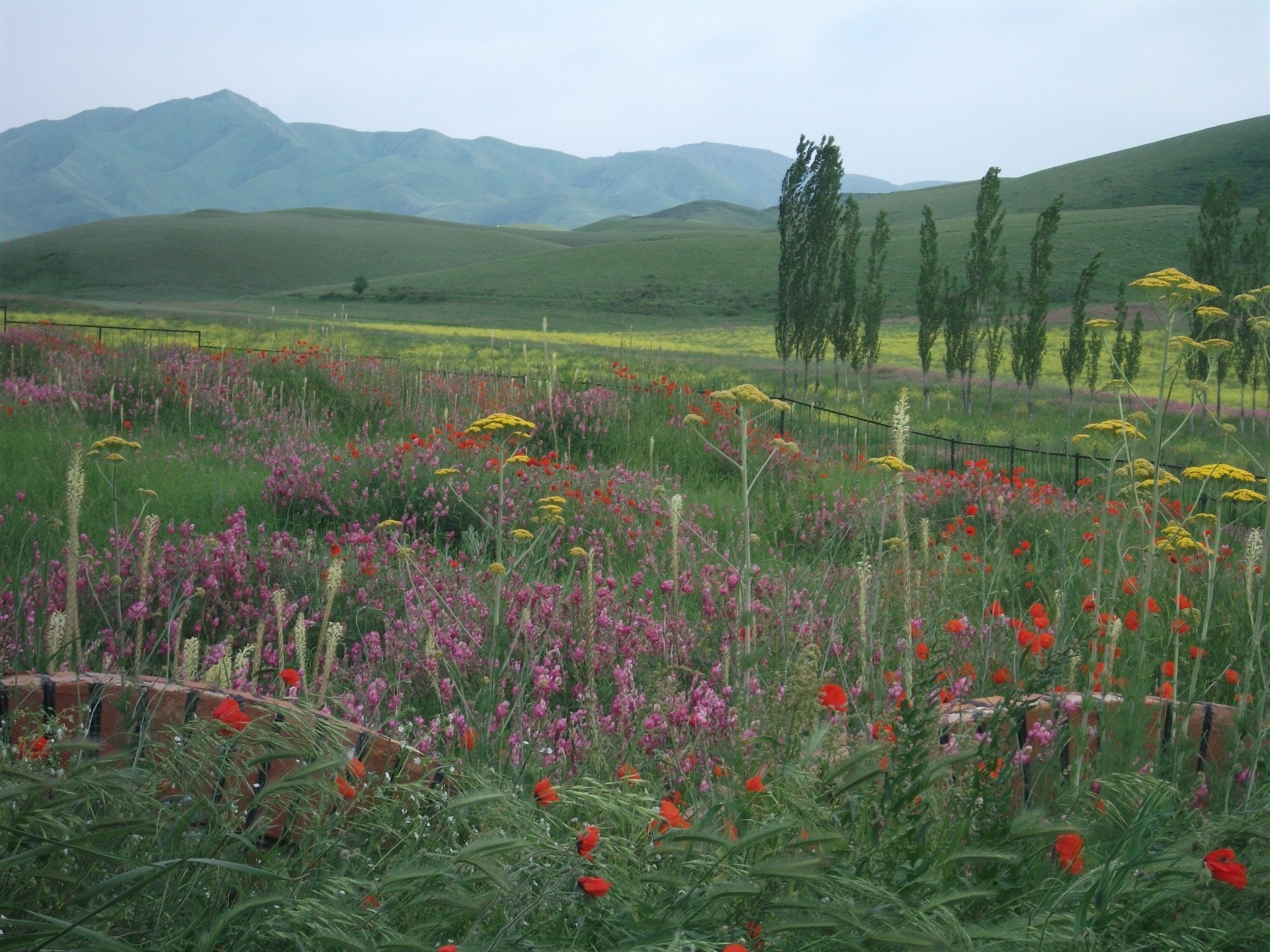 espaces naturels paysage fleur nature foin pâturages poppy champ à l extérieur été herbe montagnes ciel fleurs sauvages scénique agriculture campagne