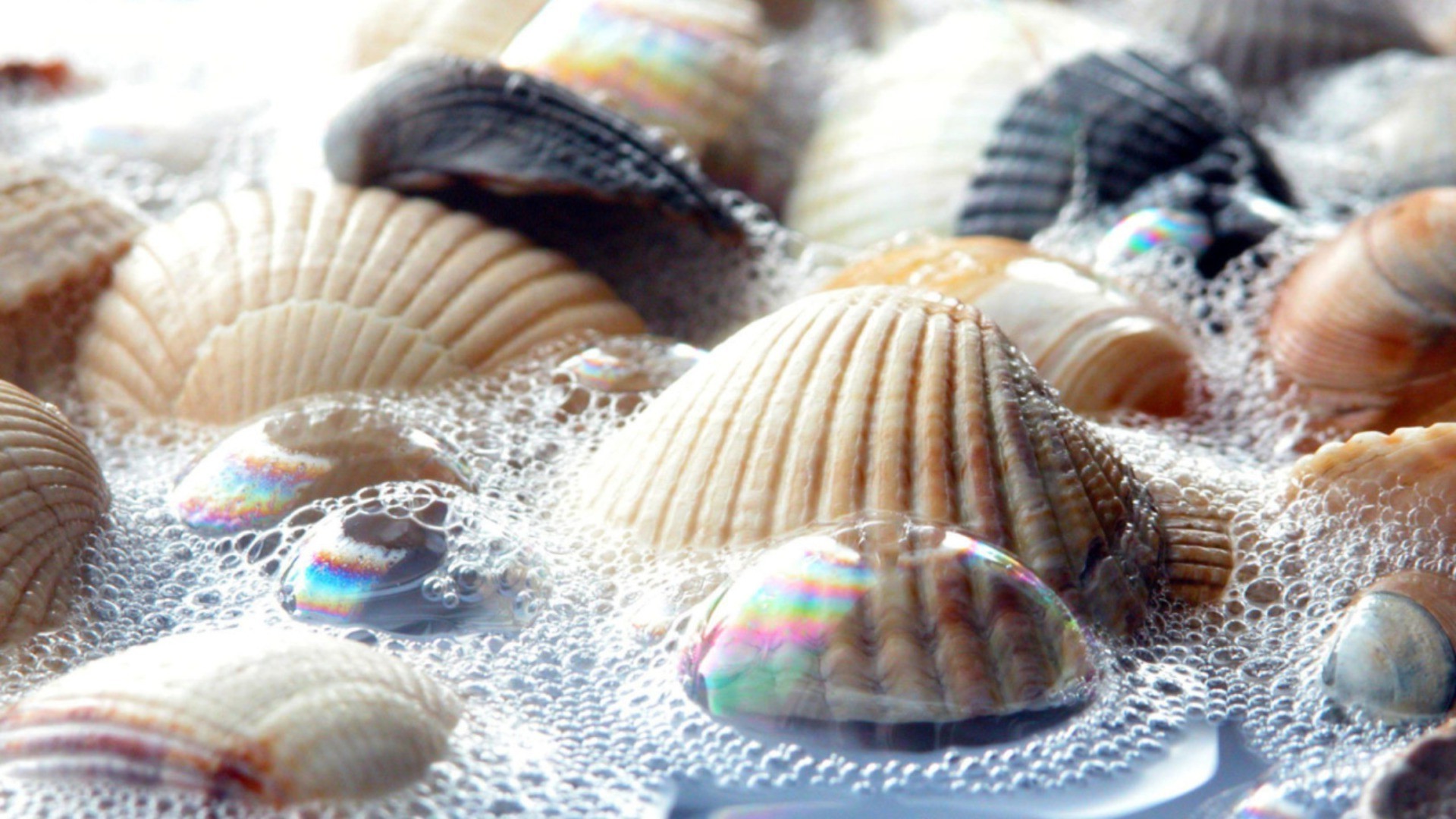 goccioline e acqua conchiglie mare conchiglia molluschi mare tropicale oceano souvenir pesce mollusco capesante frutti di mare natura desktop conch stella di mare subacquea burattino lumaca