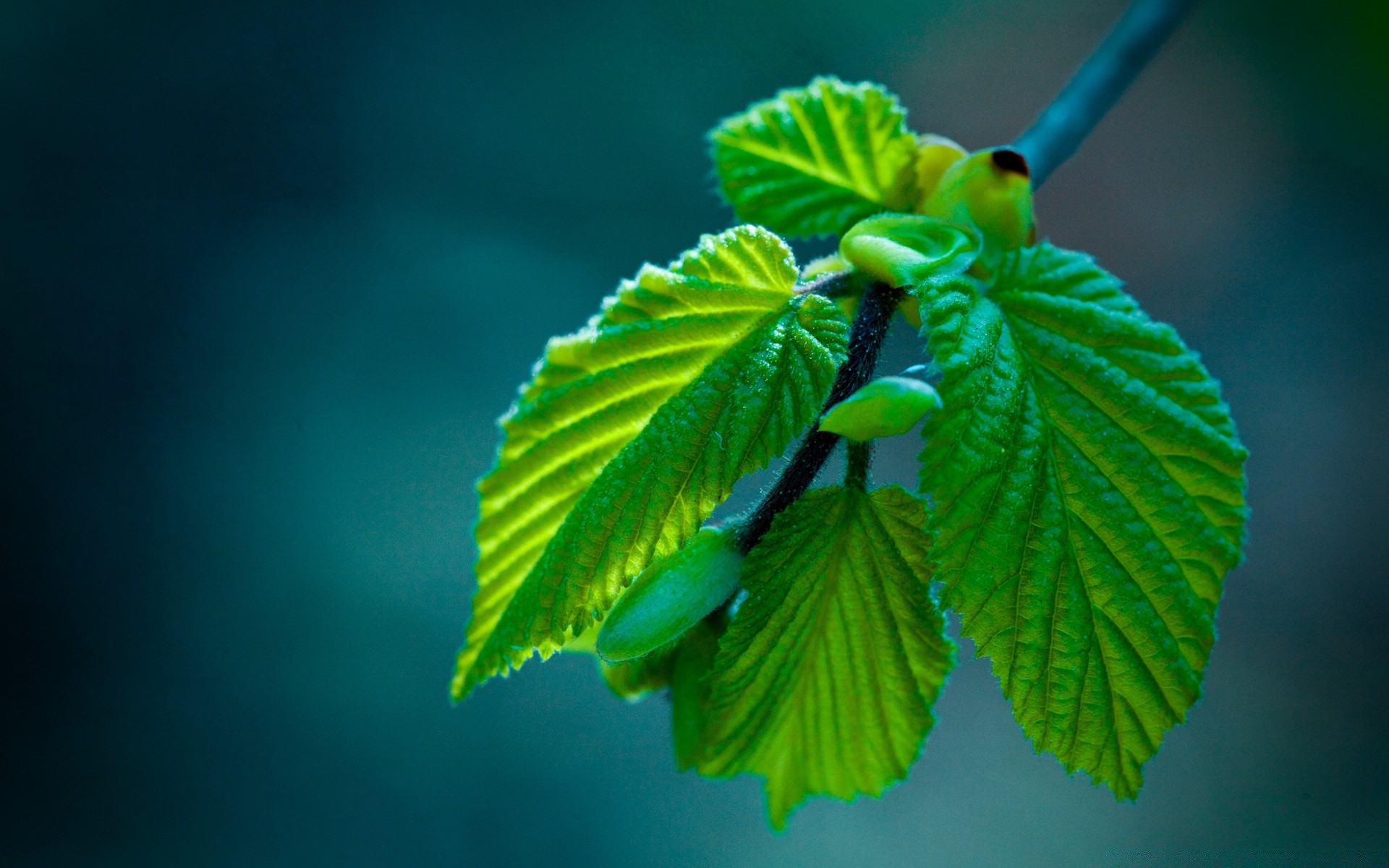 makro fotoğrafçılığı yaprak doğa büyüme flora açık havada yaz parlak ağaç ışık yemyeşil güzel havalarda ahşap