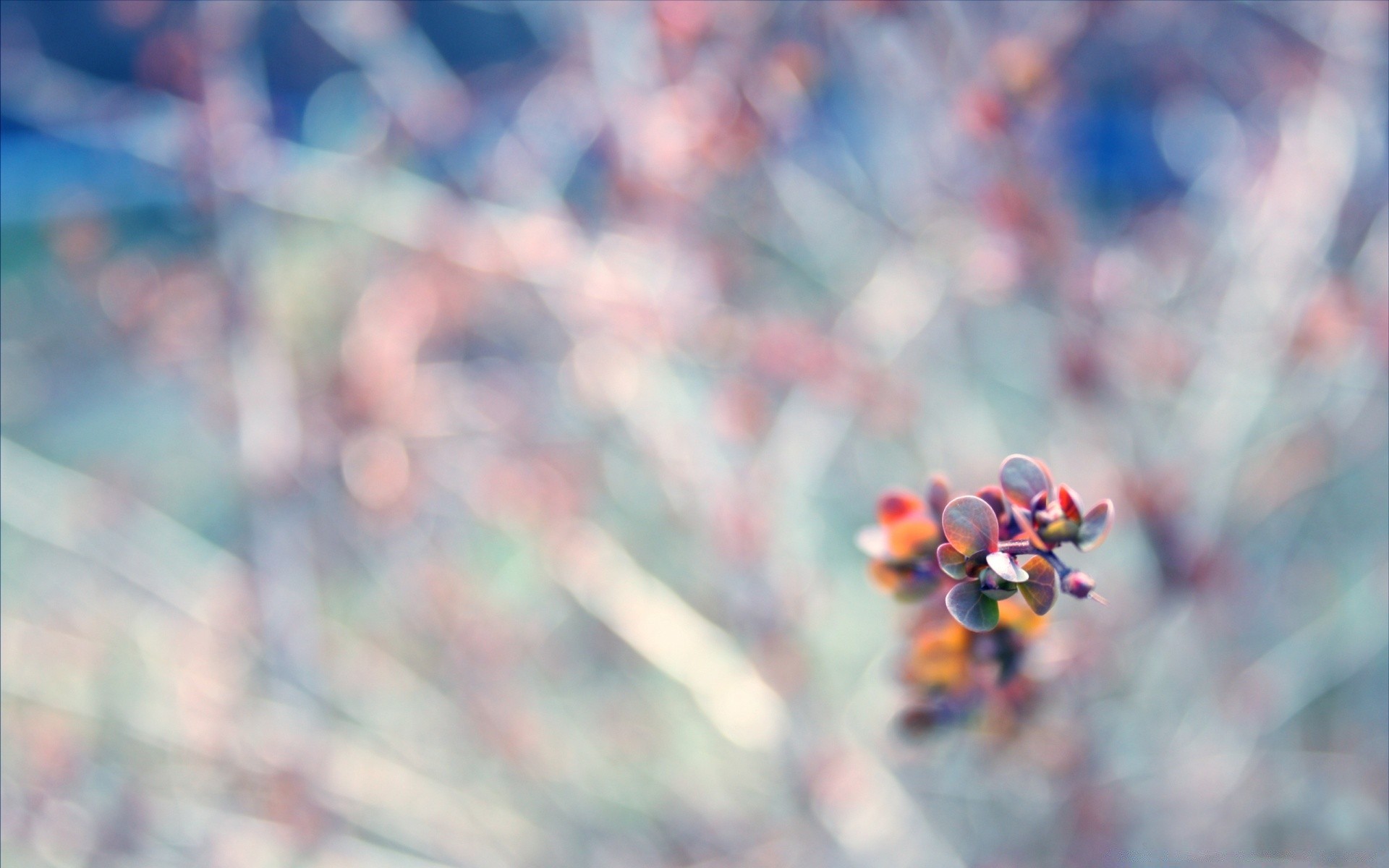 macro blur nature winter color outdoors bright flower leaf snow