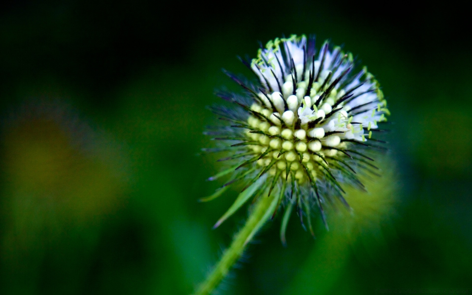 macro nature flore fleur à l extérieur été feuille croissance herbe jardin biologie chardon sauvage