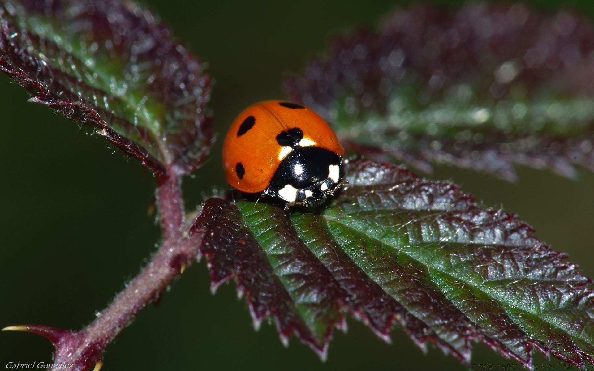 macro fotografia insetto natura all aperto fauna selvatica foglia invertebrati scarabeo biologia flora coccinella poco estate ambiente