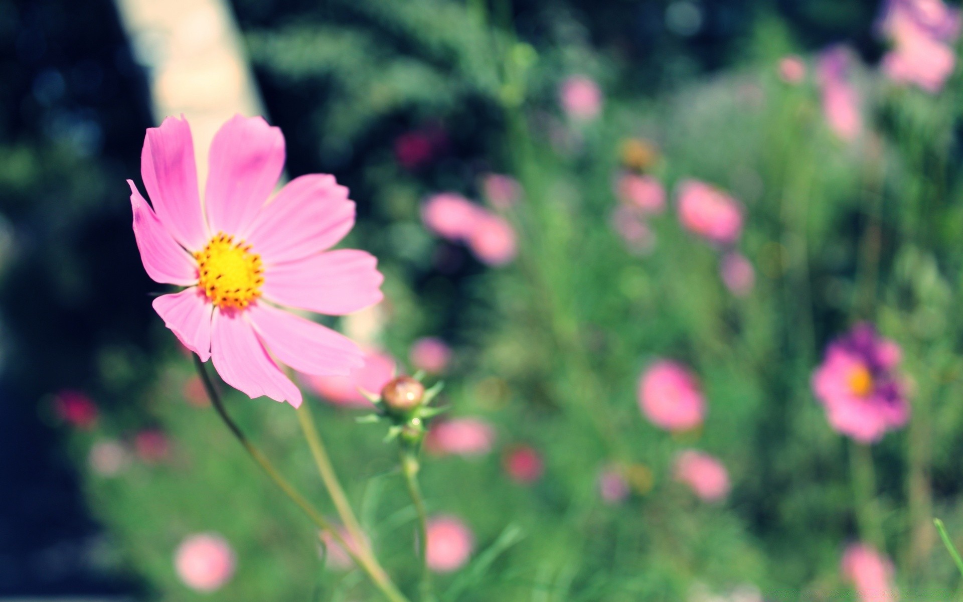 macro nature flower summer garden flora bright blooming leaf field petal growth color outdoors fair weather grass hayfield floral