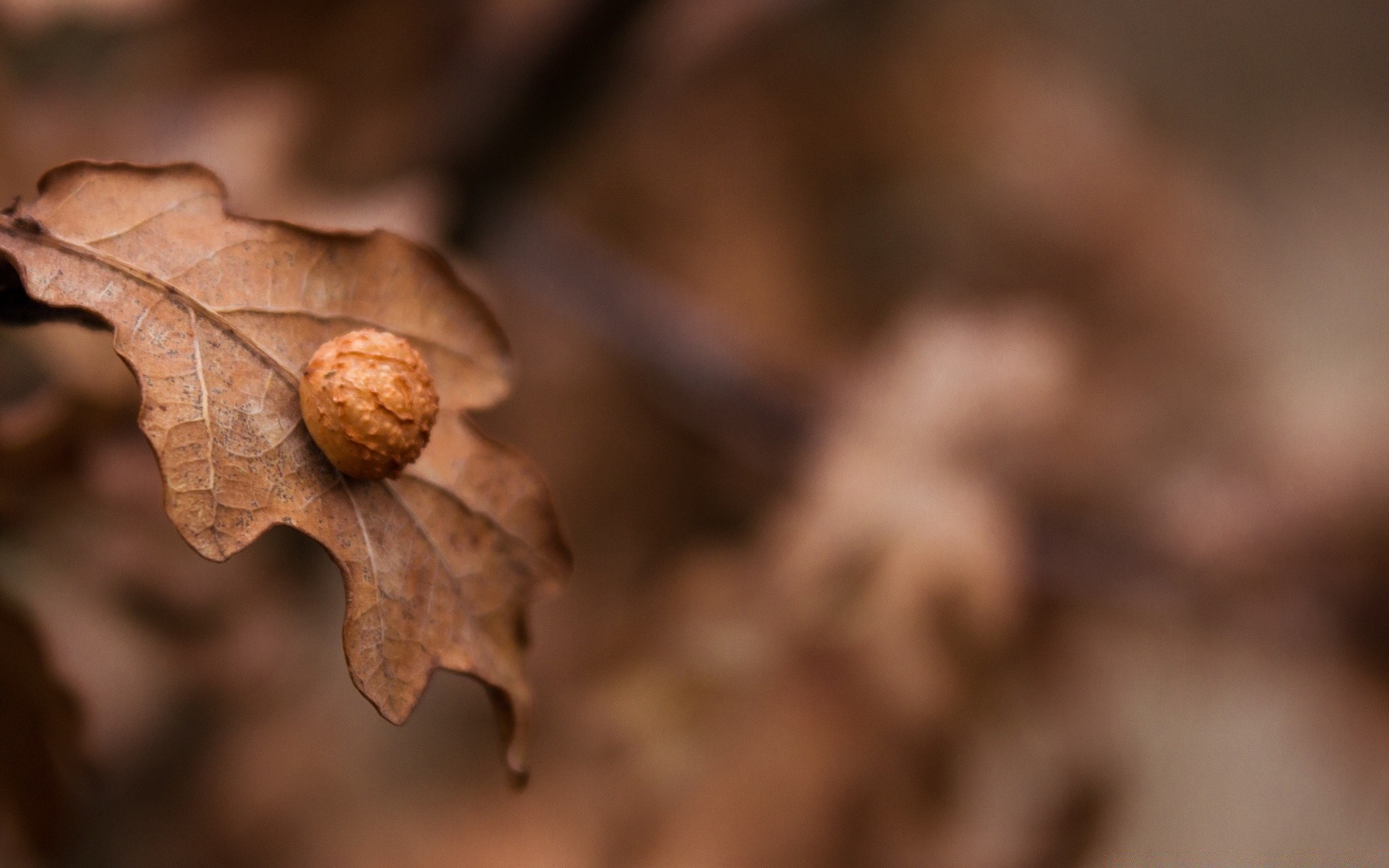 macro autunno natura secco foglia albero legno flora close-up stagione cibo desktop terra ambiente colore vicino inverno all aperto sfocatura