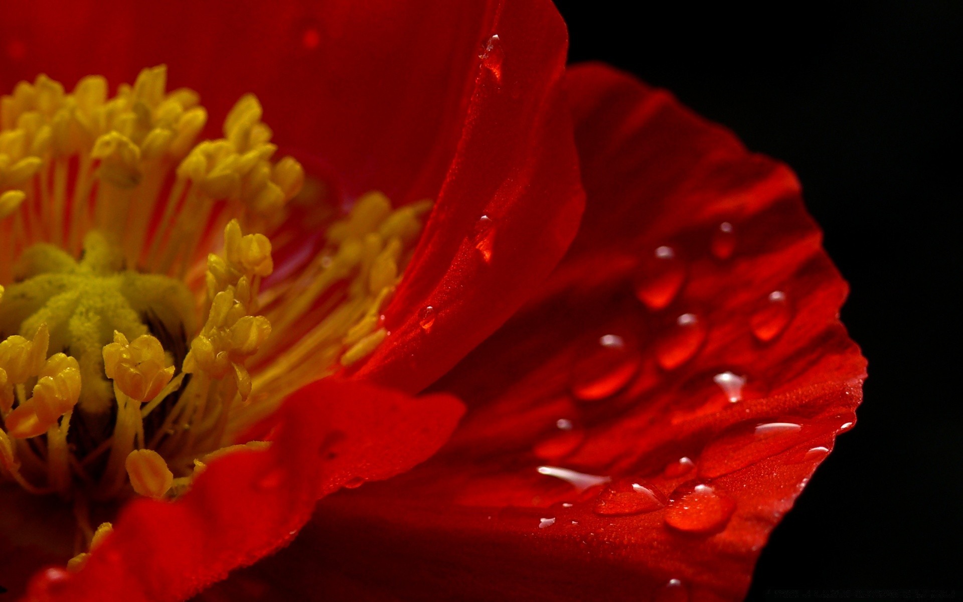 macro flower nature garden flora petal color blooming summer beautiful close-up leaf floral rose love dew