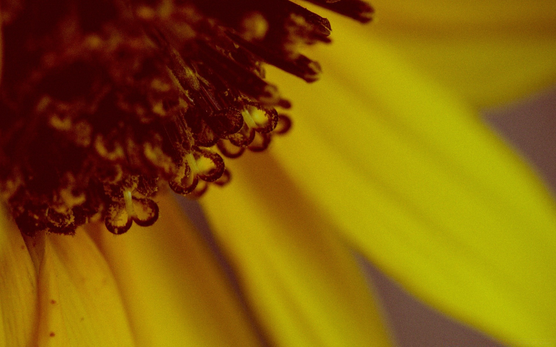 macro flower blur nature color flora abstract light summer still life bright garden drop desktop dof