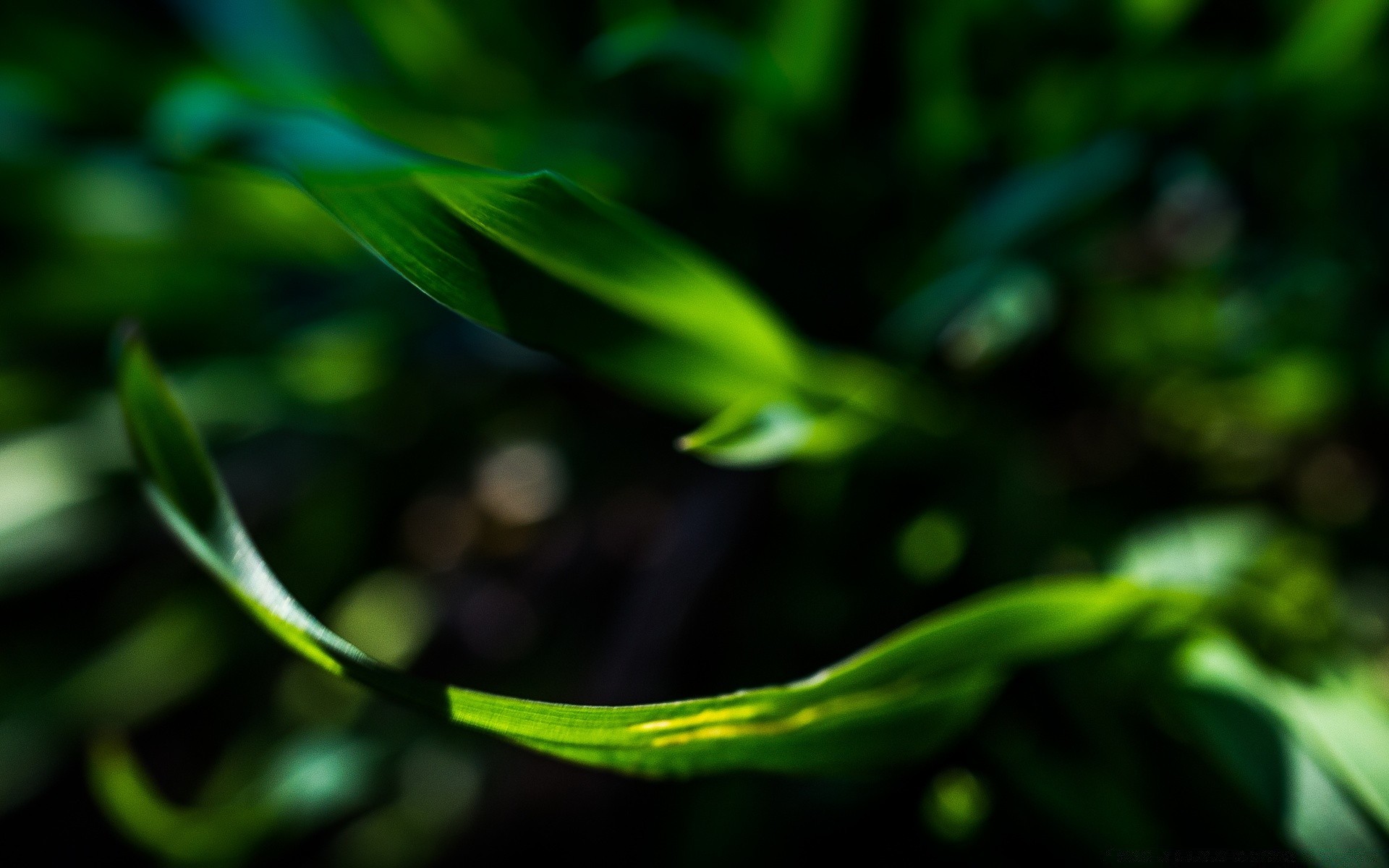 微距摄影 叶 植物 生长 自然 花园 环境 颜色 雨 桌面 户外 光线 新鲜