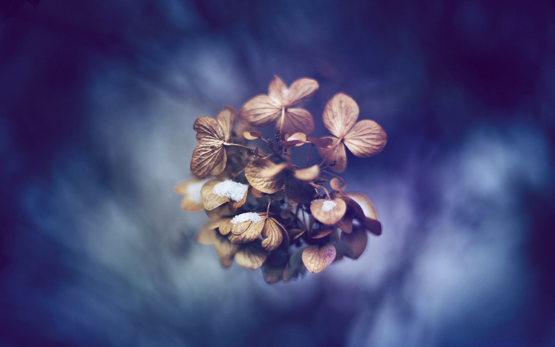 makro blume unschärfe natur flora licht farbe garten blatt blumen baum blütenblatt zweig saison im freien sommer wachstum blühen