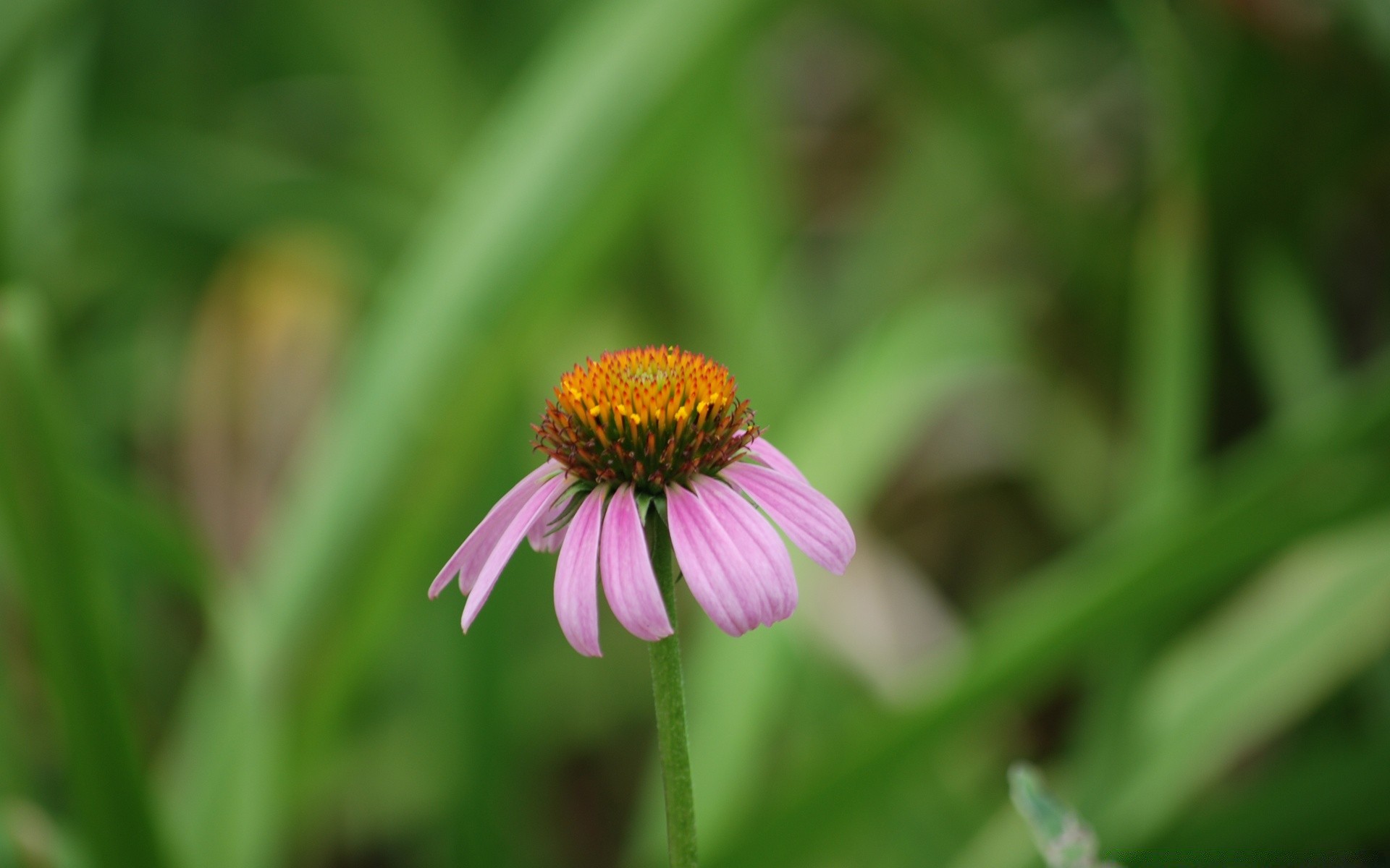 macro nature flore été jardin feuille fleur croissance à l extérieur gros plan lumineux herbe saison champ pétale couleur bluming sauvage foin botanique