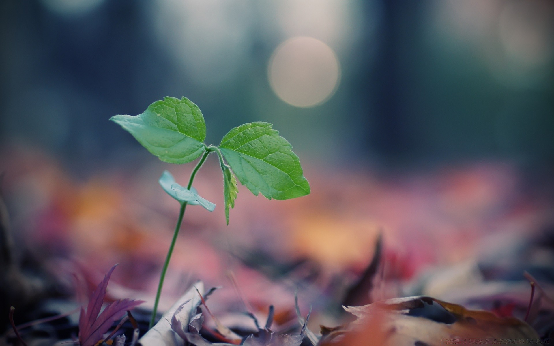 macro leaf blur nature outdoors fall flora garden fair weather