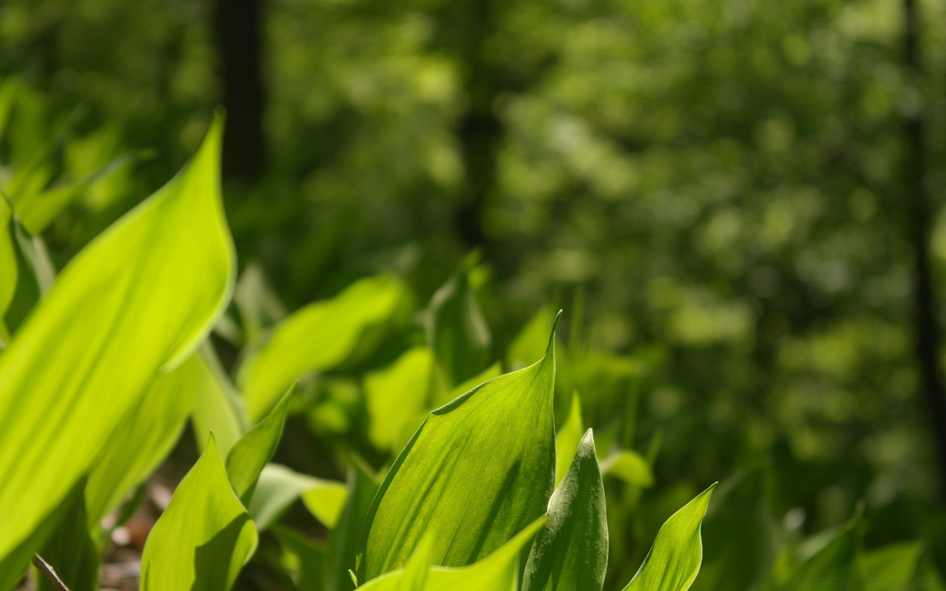 微距摄影 叶 自然 植物群 生长 夏天 花园 好天气 明亮 户外 草地 环境 太阳 雨 郁郁葱葱