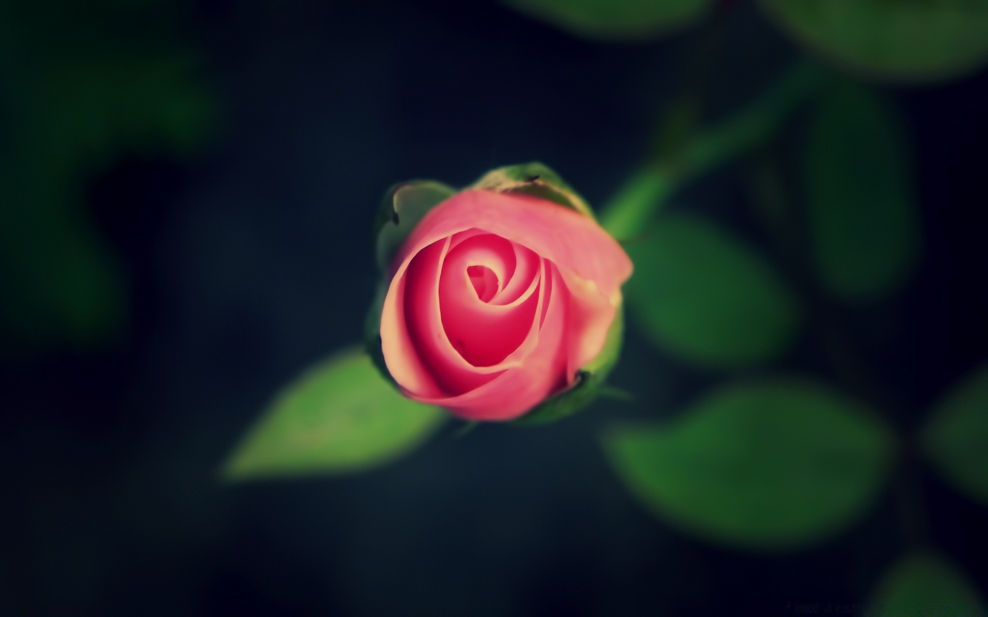 macro flower rose flora nature leaf petal garden color floral love romance beautiful romantic blooming bright summer desktop close-up bud