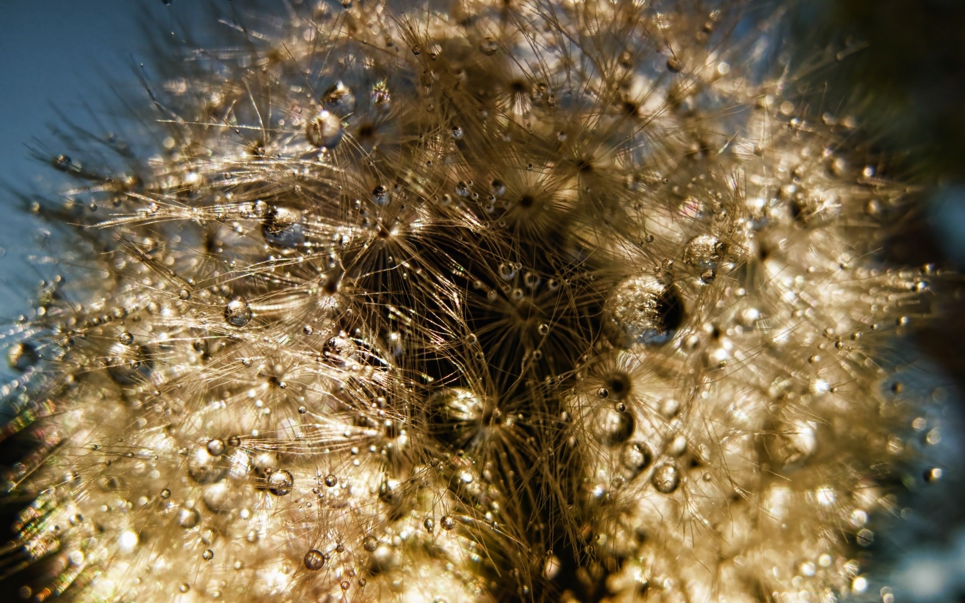 macro natureza área de trabalho debaixo d água close-up cor