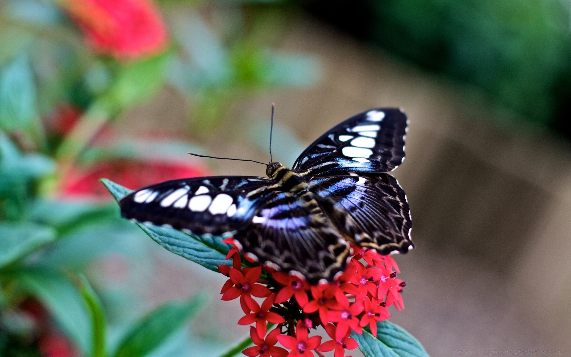 makroaufnahme natur schmetterling im freien insekt blume sommer garten blatt tierwelt flügel flora sanft hell