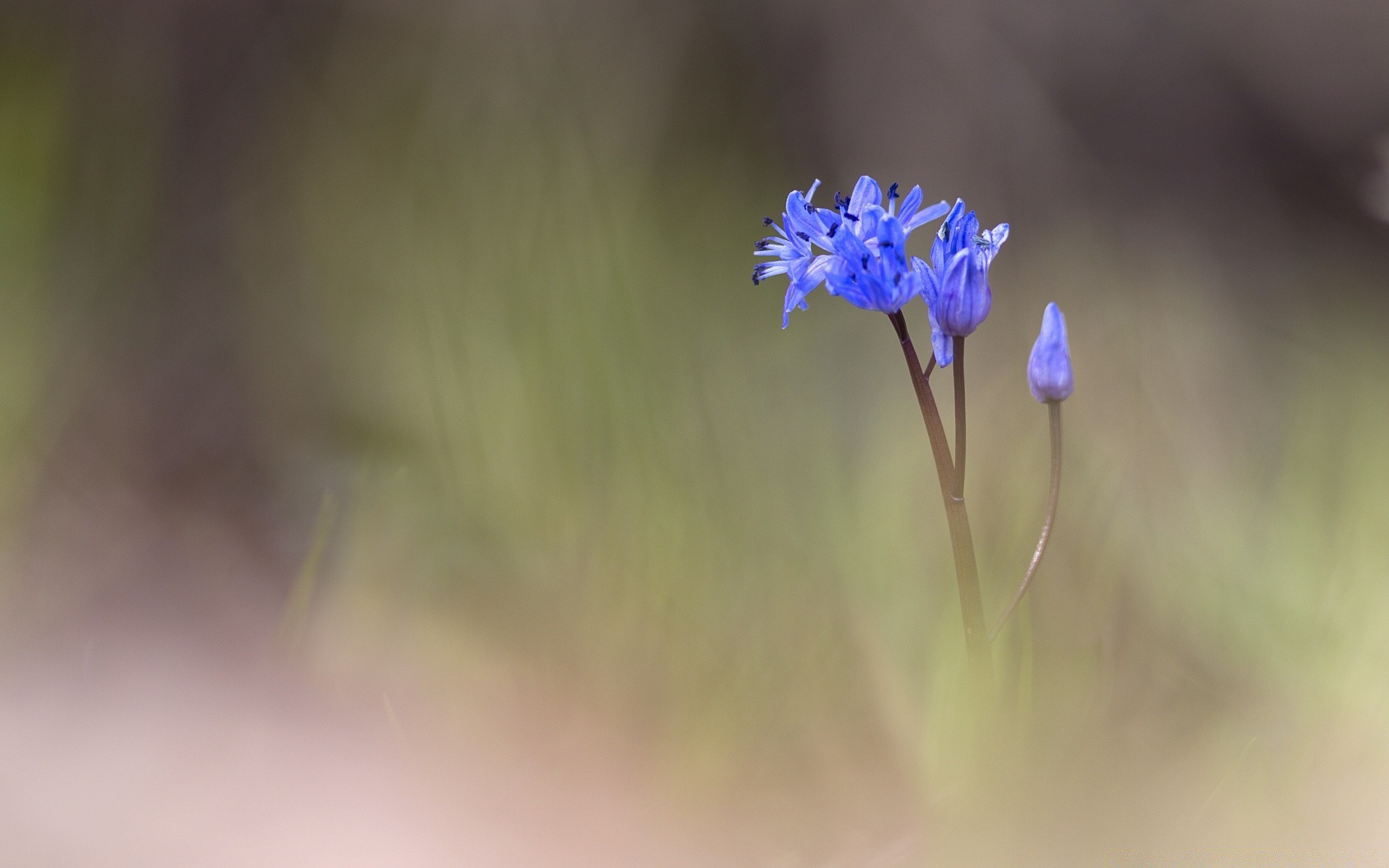 makro fotoğrafçılığı doğa çiçek flora bulanıklık yaprak açık havada yaz çimen parlak büyüme bahçe