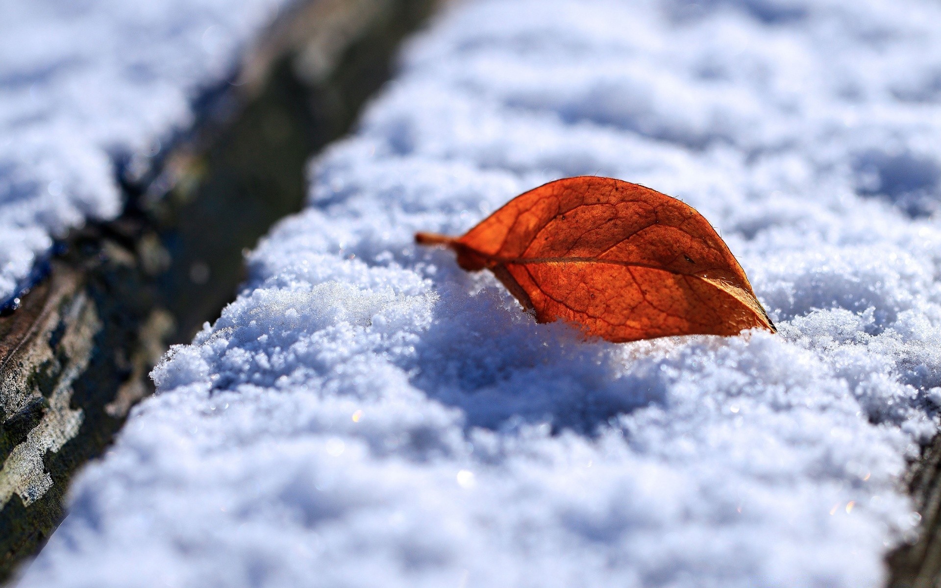 macro snow winter frost cold ice nature outdoors frozen season blur weather wood