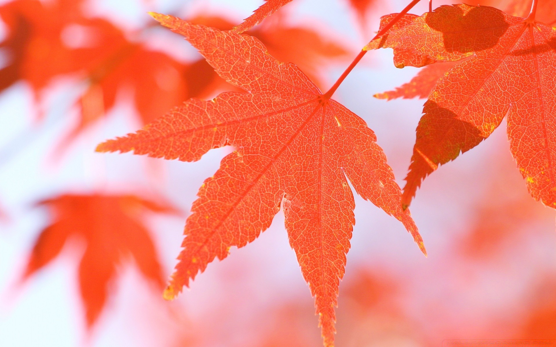 macro leaf fall maple nature bright season lush flora outdoors color sun growth fair weather