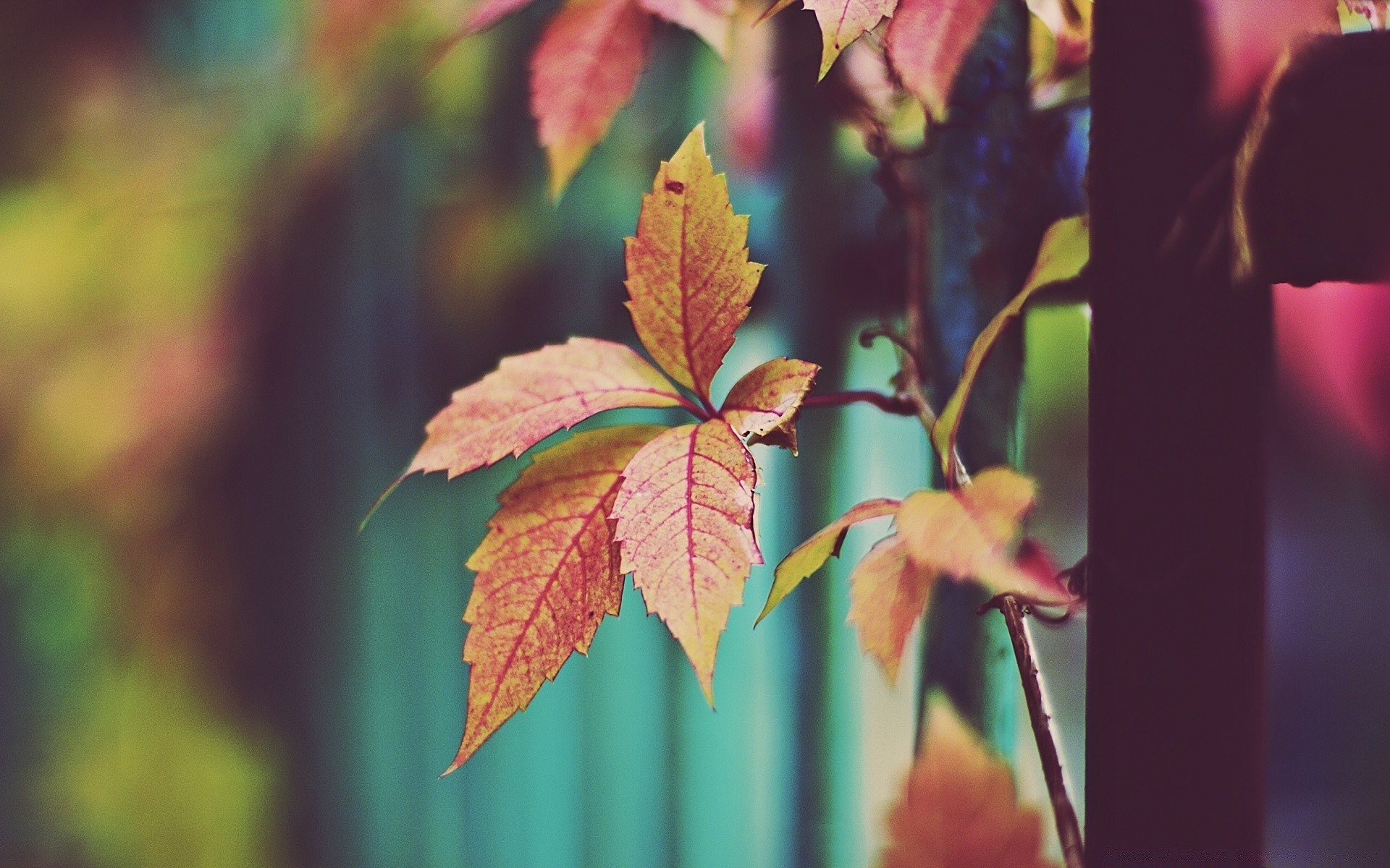 makroaufnahme blatt herbst natur hell im freien flora wachstum holz farbe gutes wetter ahorn sommer holz jahreszeit sonne