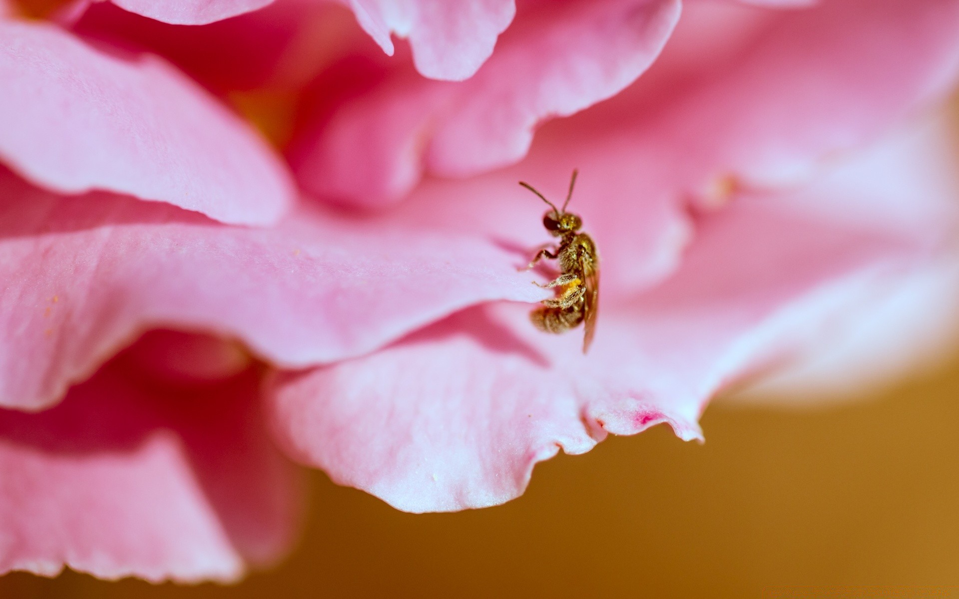 macro flor natureza flora folha jardim verão cor rosa bela amor brilhante floral close-up