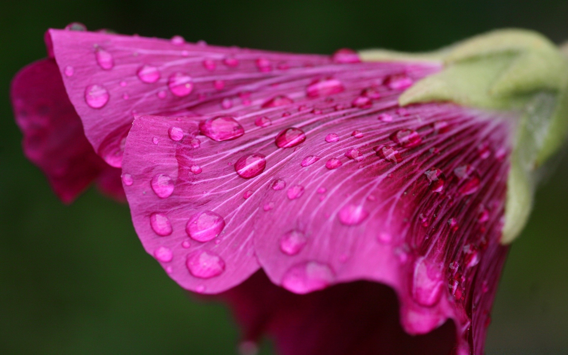 macro nature fleur flore rosée été jardin feuille pluie couleur belle lumineux gros plan à l extérieur floral bluming pétale