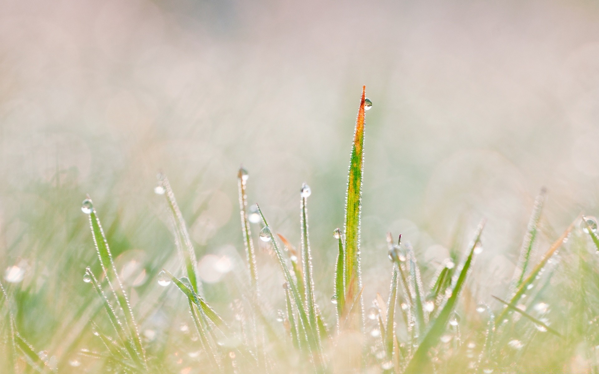 makro gras natur regen tau aufstieg sommer dämmerung sonne flora blatt medium feld tropfen im freien heuhaufen garten gutes wetter blume des ländlichen