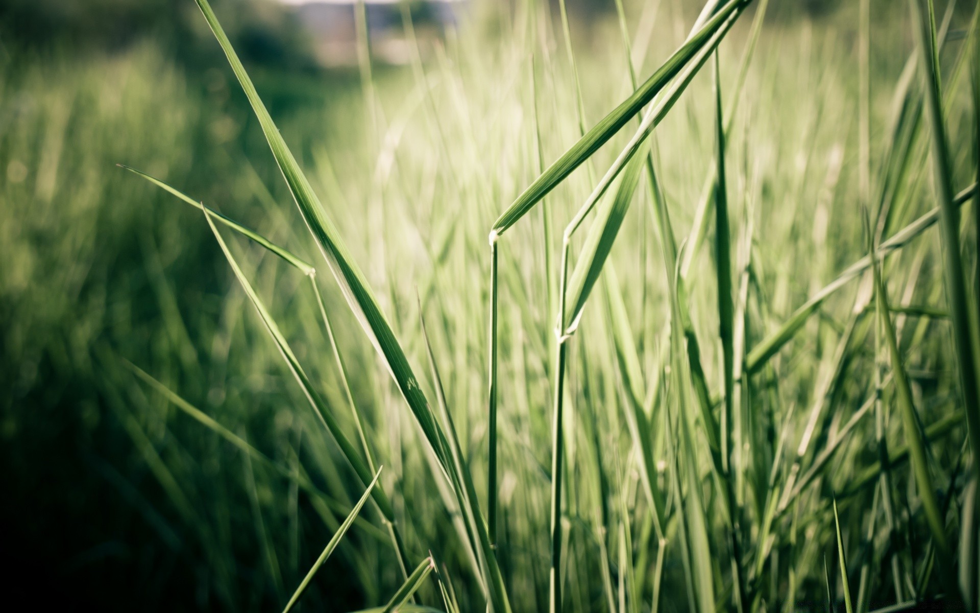 macro grass field flora lawn nature hayfield growth summer leaf garden environment farm rural lush sun outdoors