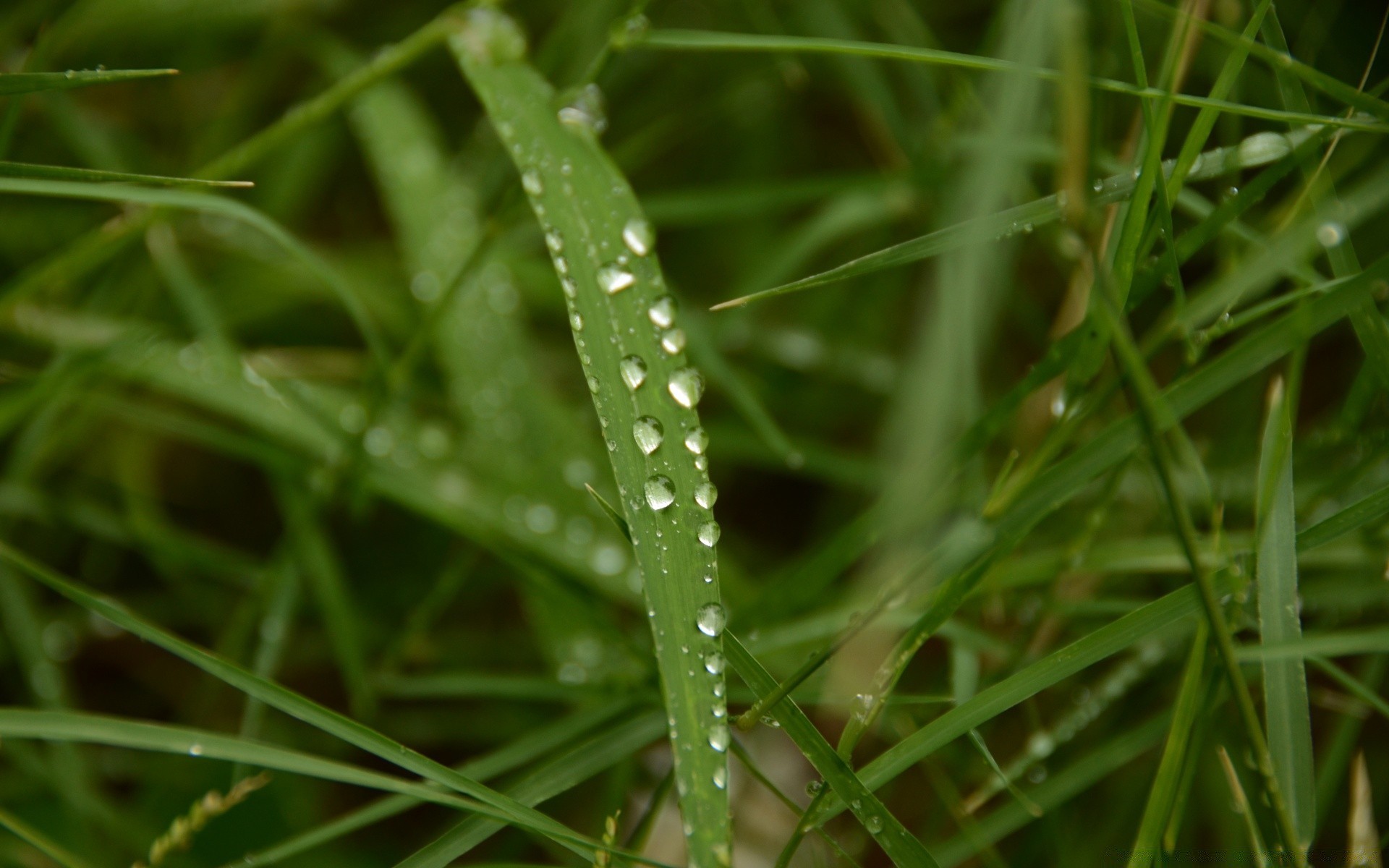 macro nature leaf flora grass dew rain growth garden environment summer outdoors drop wet lush close-up freshness dawn lawn