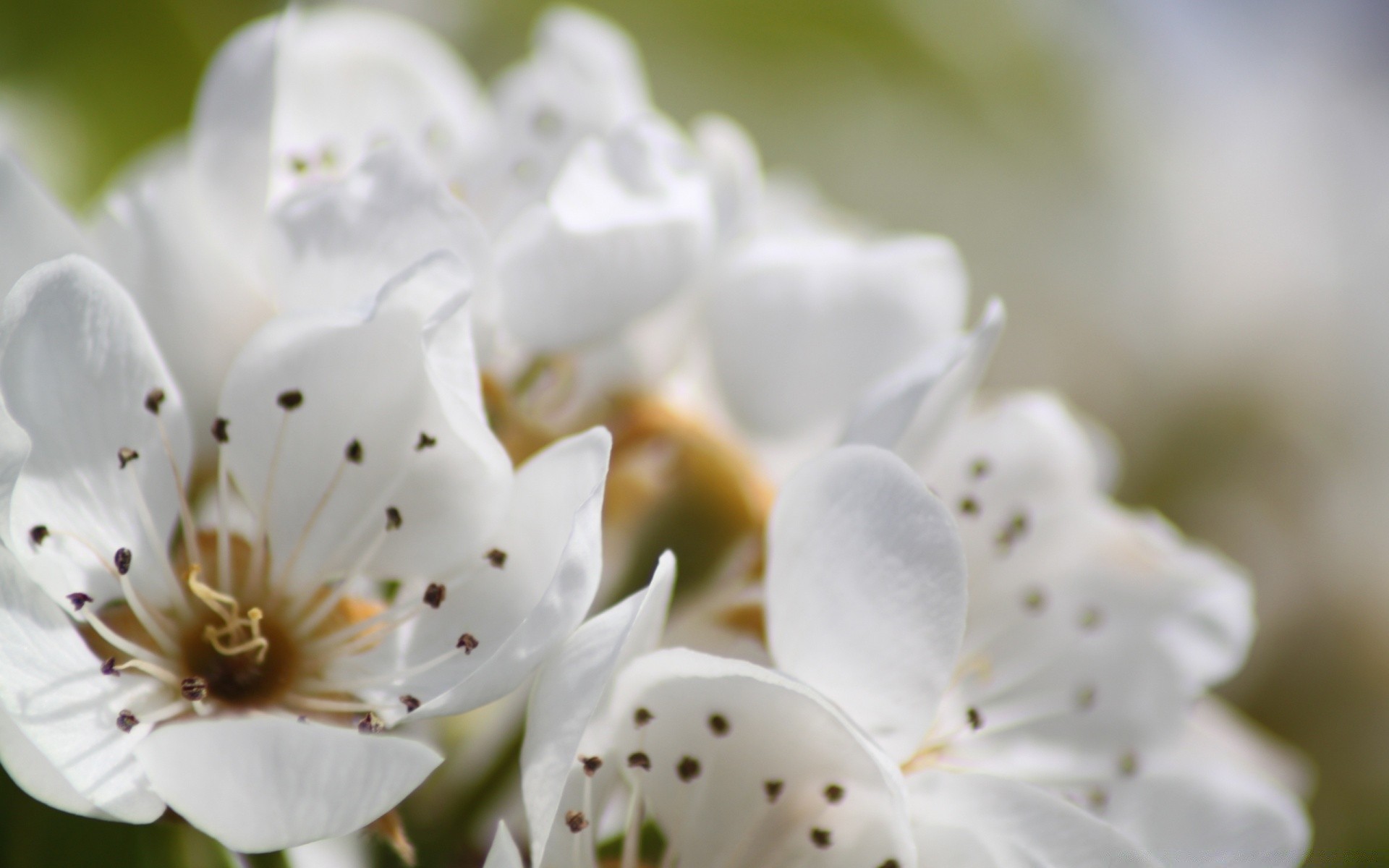 makro fotoğrafçılığı çiçek doğa flora yaprak yaz bahçe petal parlak açık havada bulanıklık çiçek çiçeklenme büyüme