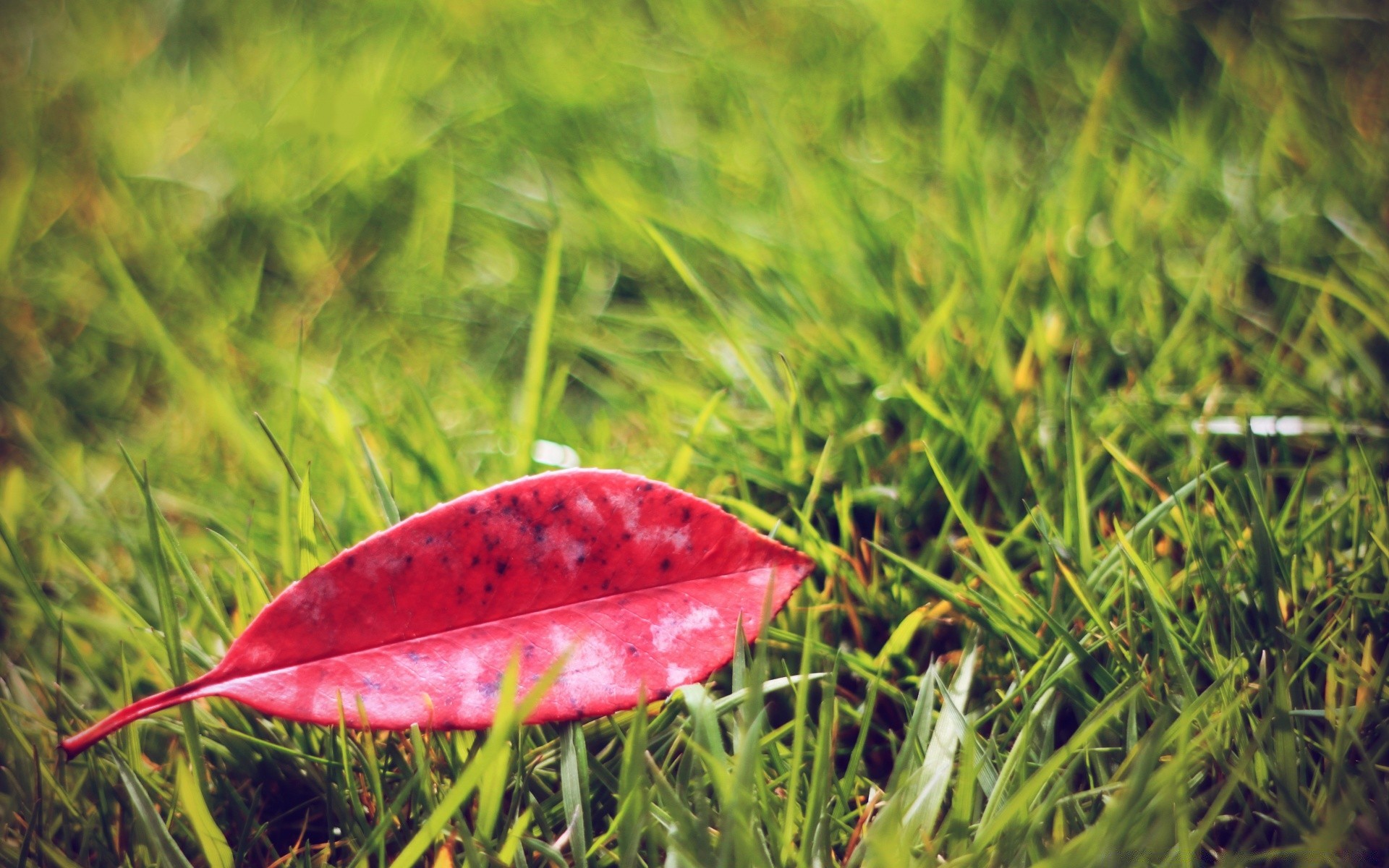 macro grass nature leaf field flora hayfield garden outdoors summer lawn environment growth close-up season park color