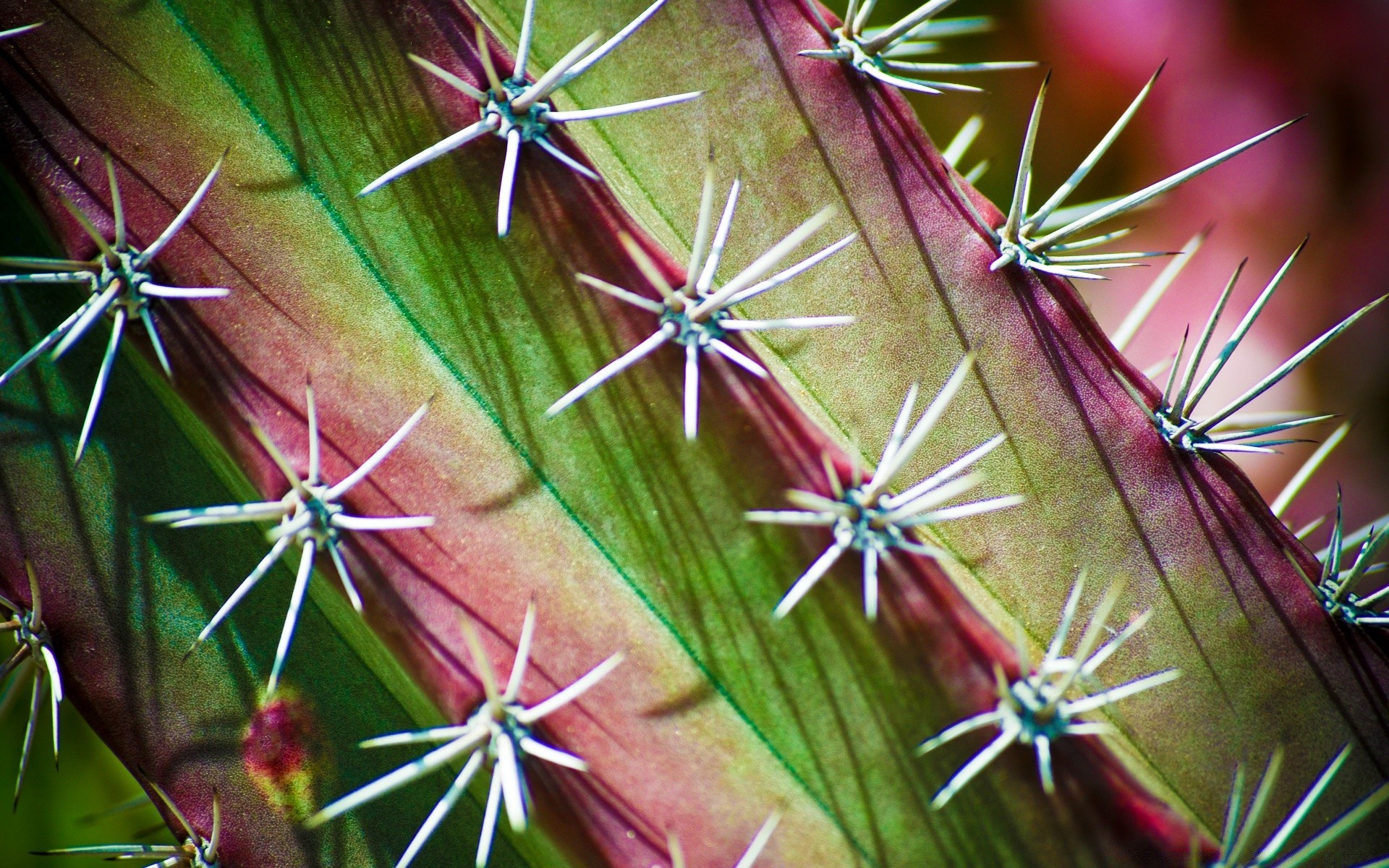 macro cactus spine spike sharp succulent nature flower flora prickly back needle close-up outdoors