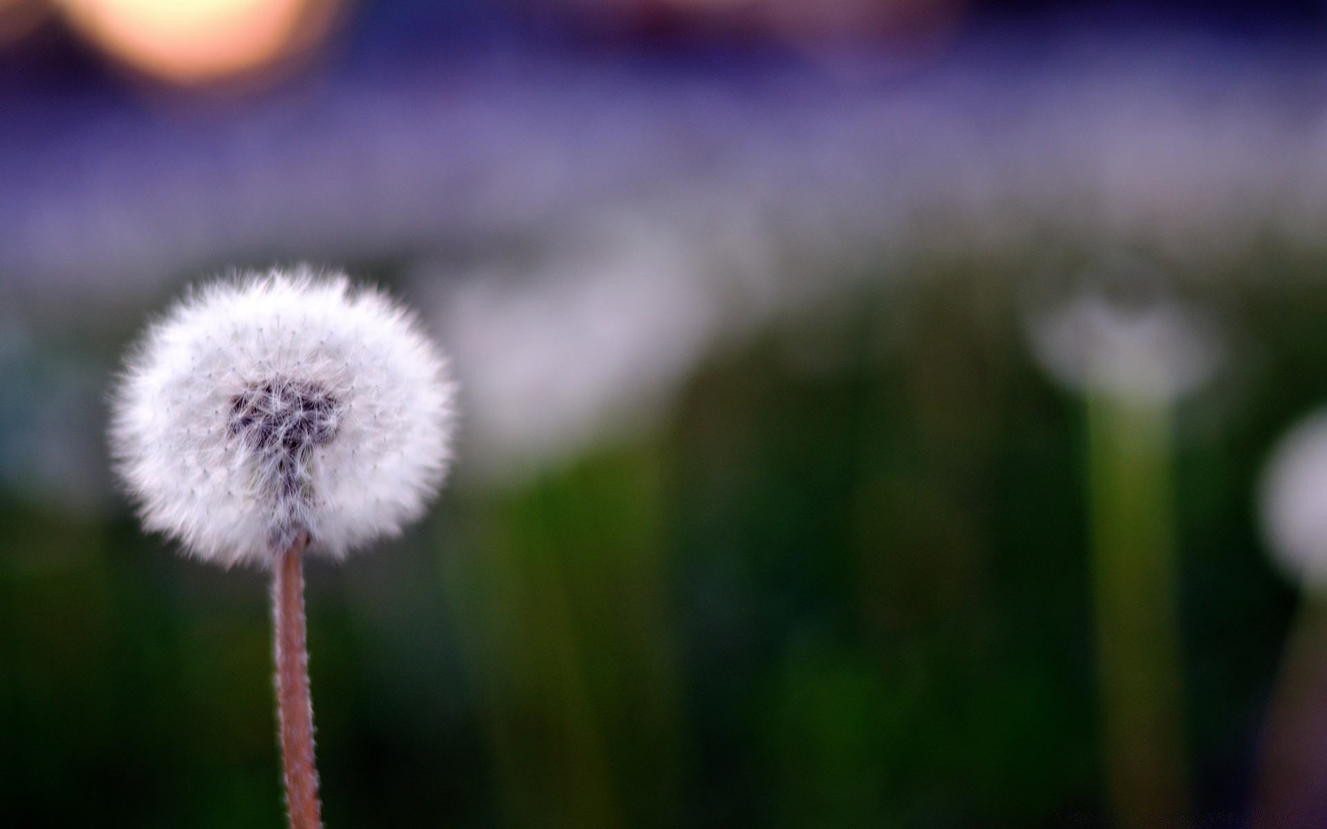 macro flower nature dandelion blur grass summer outdoors flora growth dof hayfield delicate sun focus light fair weather color field