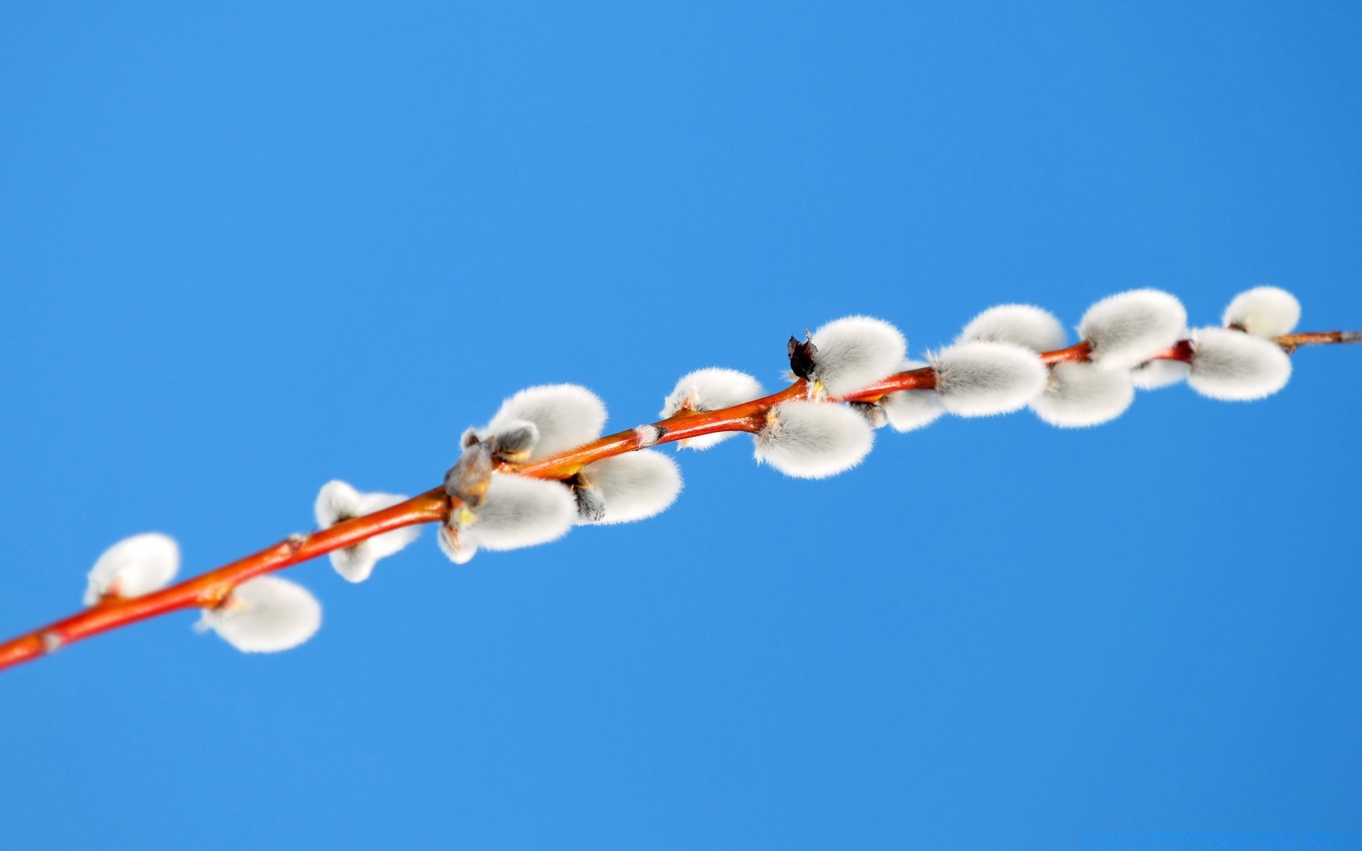 fotografia macro céu natureza ao ar livre árvore inverno céu azul ramo